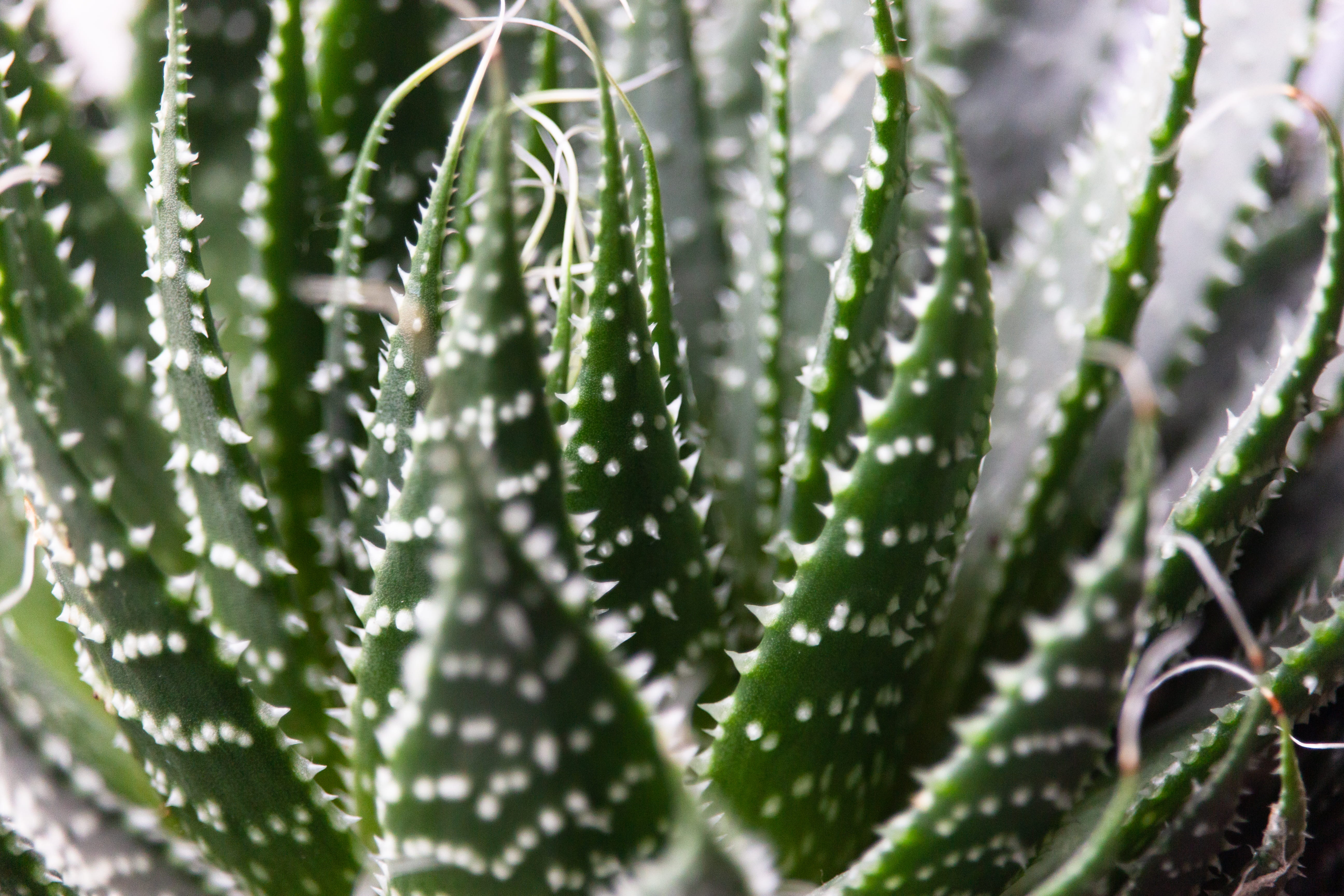 no people, succulent plant, child, thorn, 5K, transportation, green, plant part, texture, fish, leaf, nature, succulent, van, day, growth, roof, dew, wet, HD Wallpaper