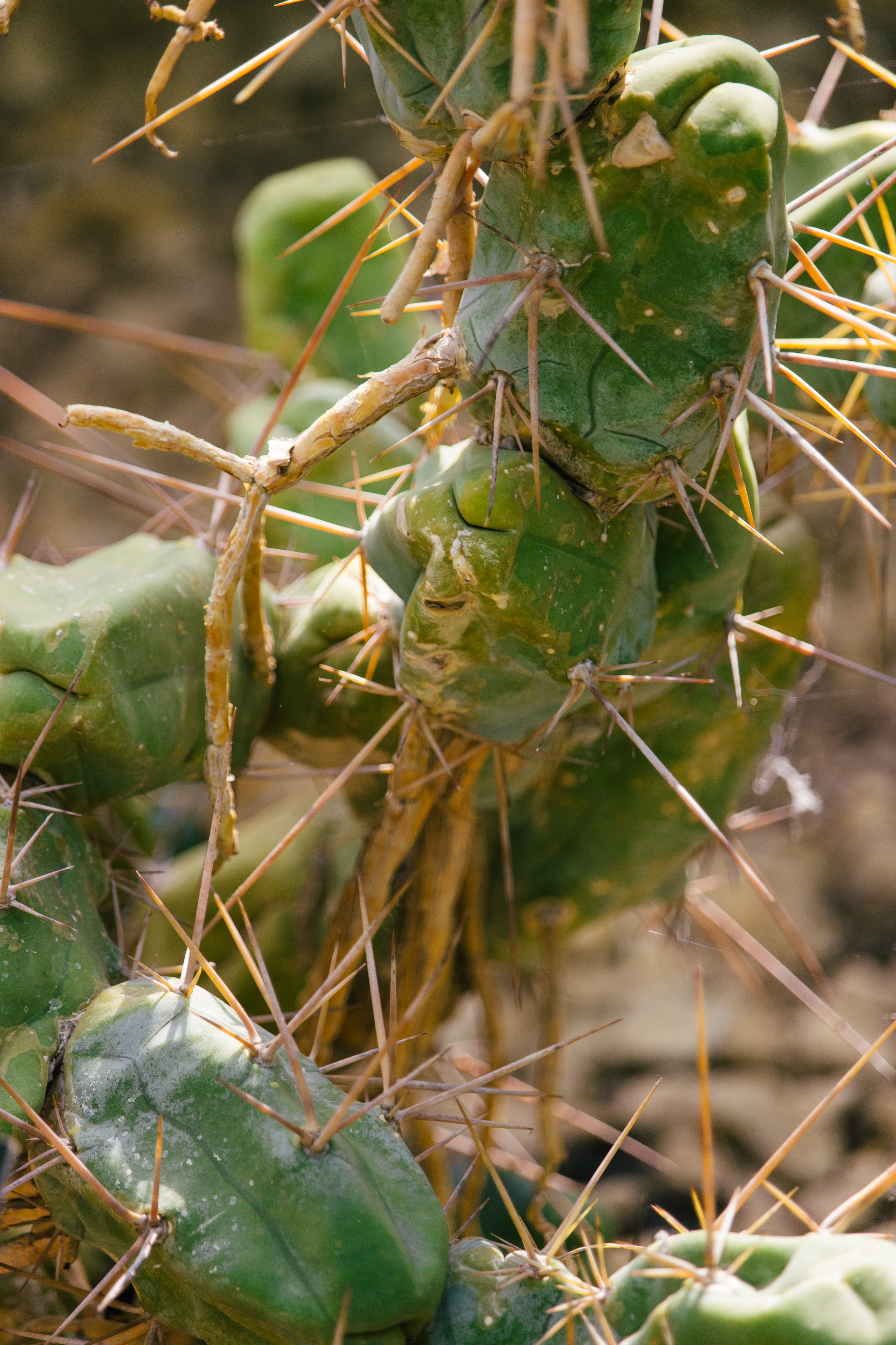 succulent, west midlands, day, sharp, cricket insect, thorn, spiked, no people, succulent plant, aloe, animals in the wild, united kingdom, close-up, insect, Phone HD Wallpaper