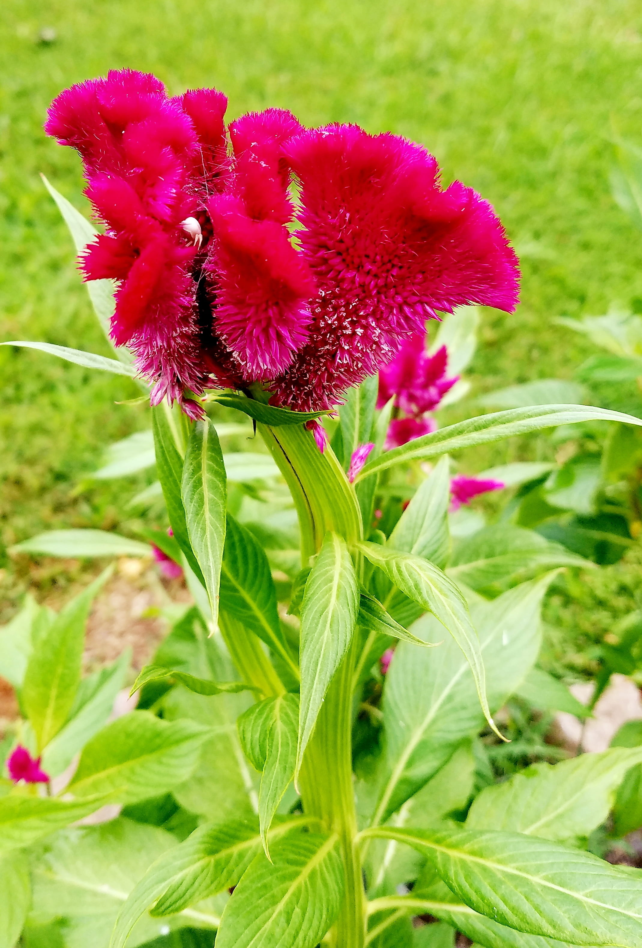 petal, flower, focus on foreground, united states, purple, beauty in nature, flowering plant, christiana, inflorescence, plant part, flower head, plant, Phone HD Wallpaper