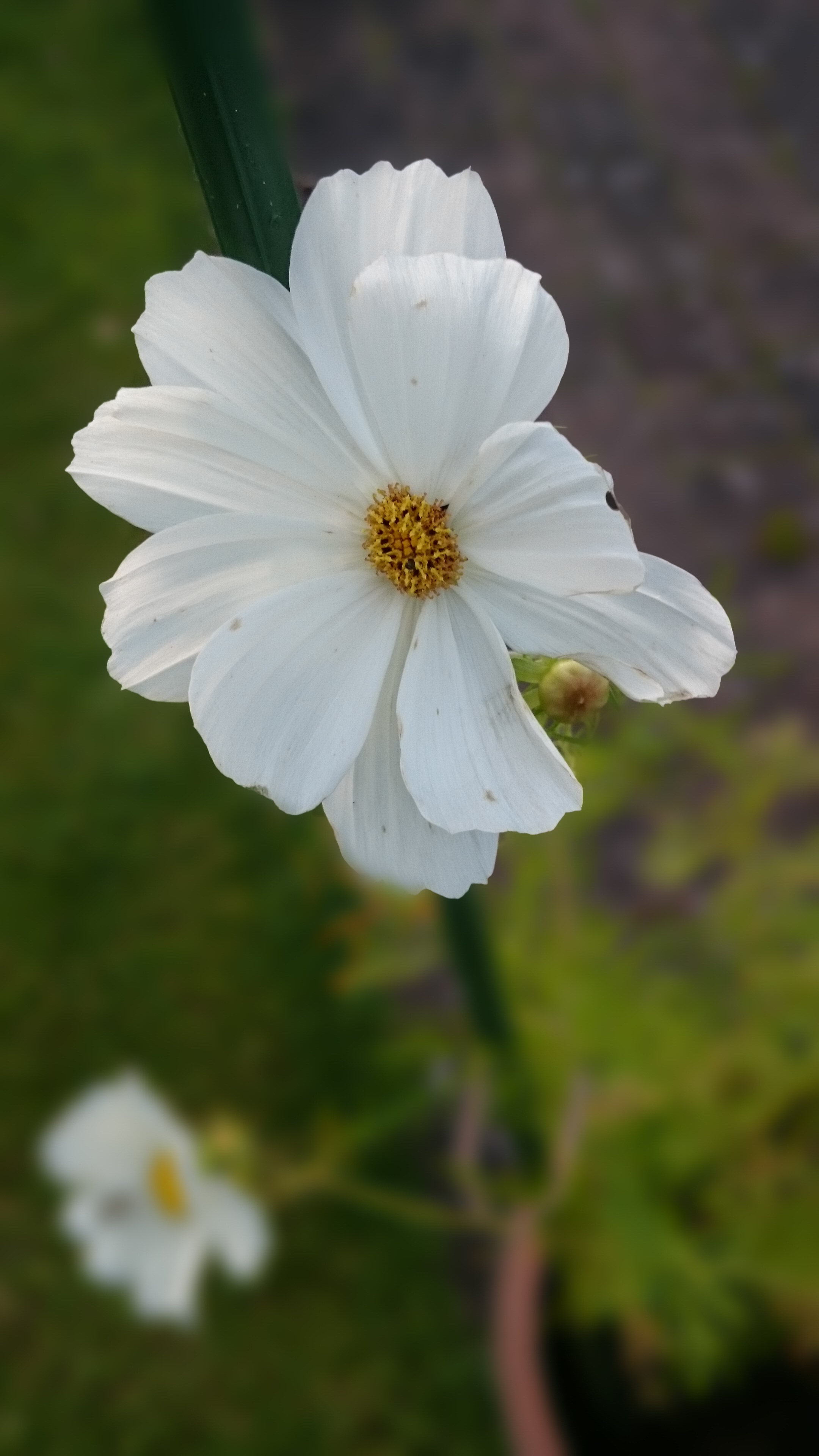 wildflower, pollen, white flower, focus on foreground, day, blooming, british, countryside, country, inflorescence, beauty in nature, scenery, close-up, Phone HD Wallpaper