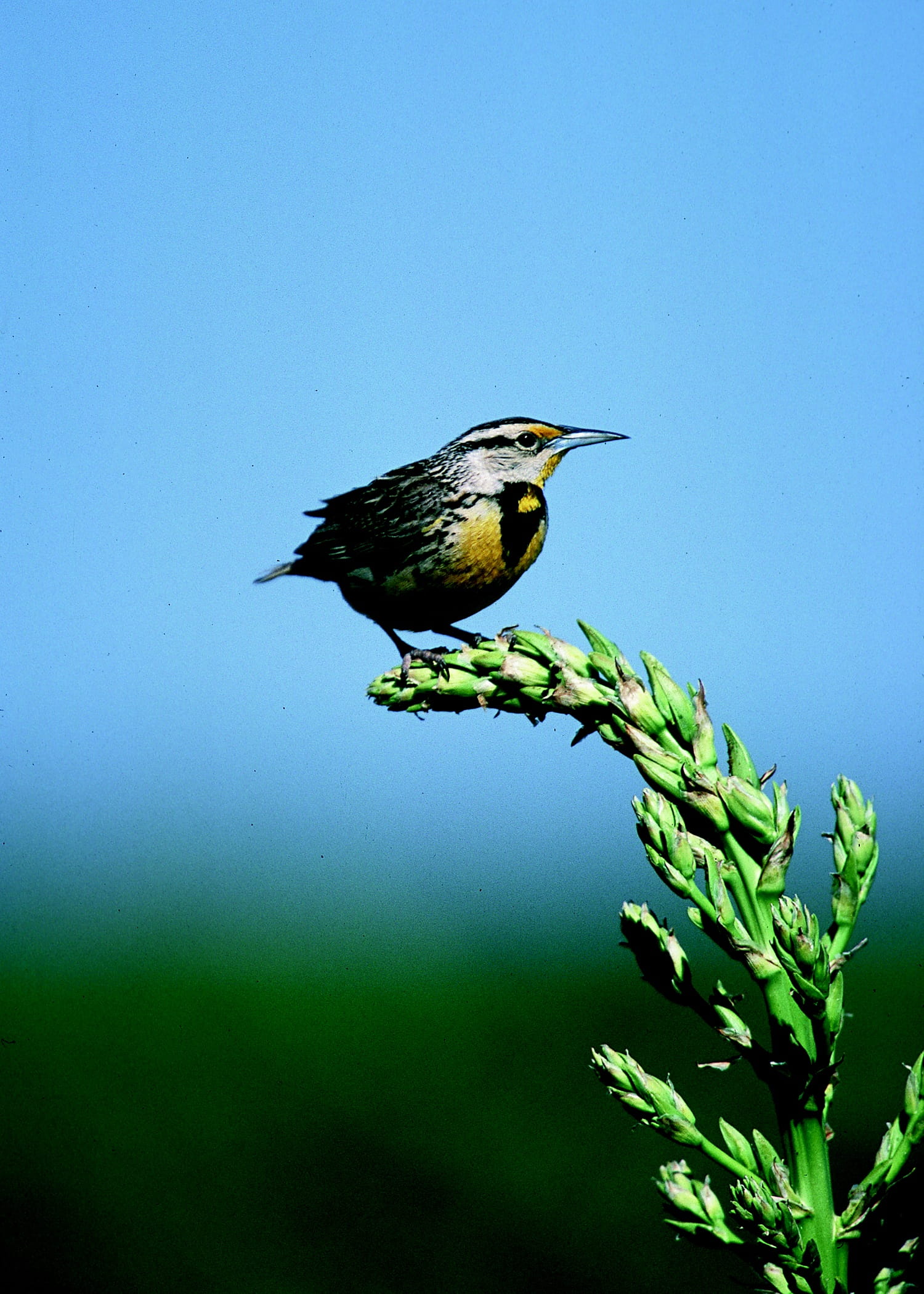 outdoors, sky, nature, animal wildlife, copy space, perching, day, no people, beauty in nature, meadow, meadowlark, one animal, clear sky, green color, Phone HD Wallpaper
