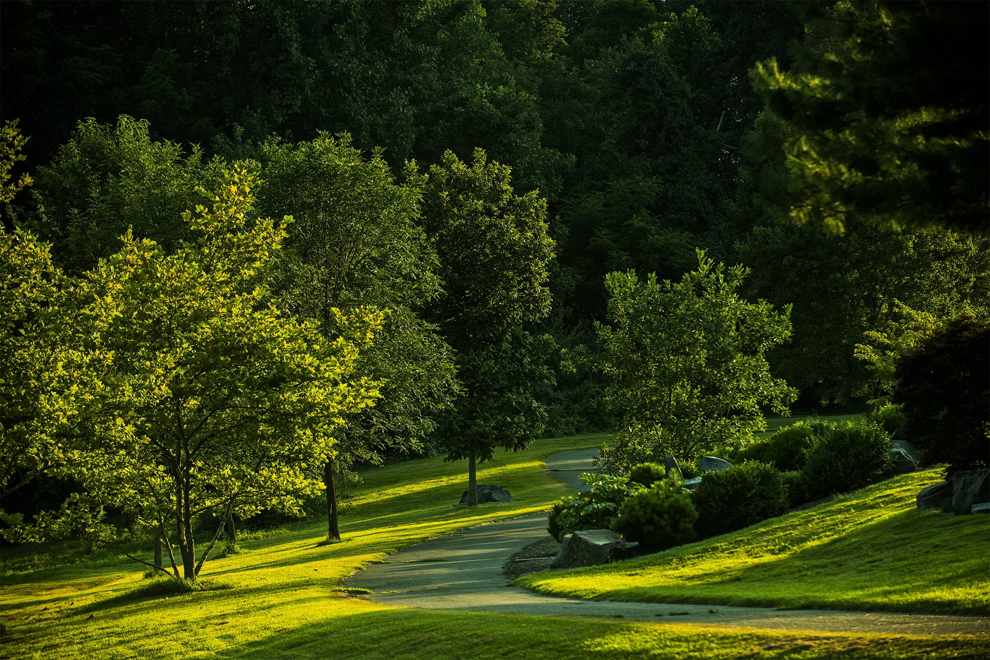 photo, daytime, non-urban scene, no people, park, shadow, tree, beauty in nature, green, tranquil scene, leafed, plant, meadowlark botanical gardens, walk, HD Wallpaper