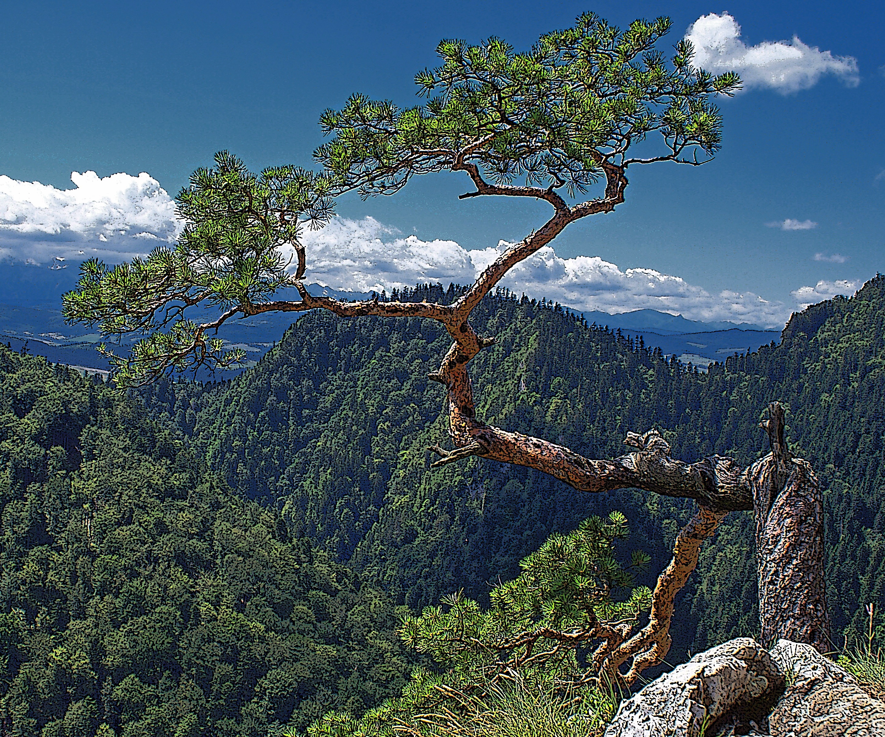 pine, day, branch, forest, sky, outdoors, mountain, non-urban scene, cloud - sky, tranquility, idyllic, scenics - nature, sunny day, no people, growth, HD Wallpaper