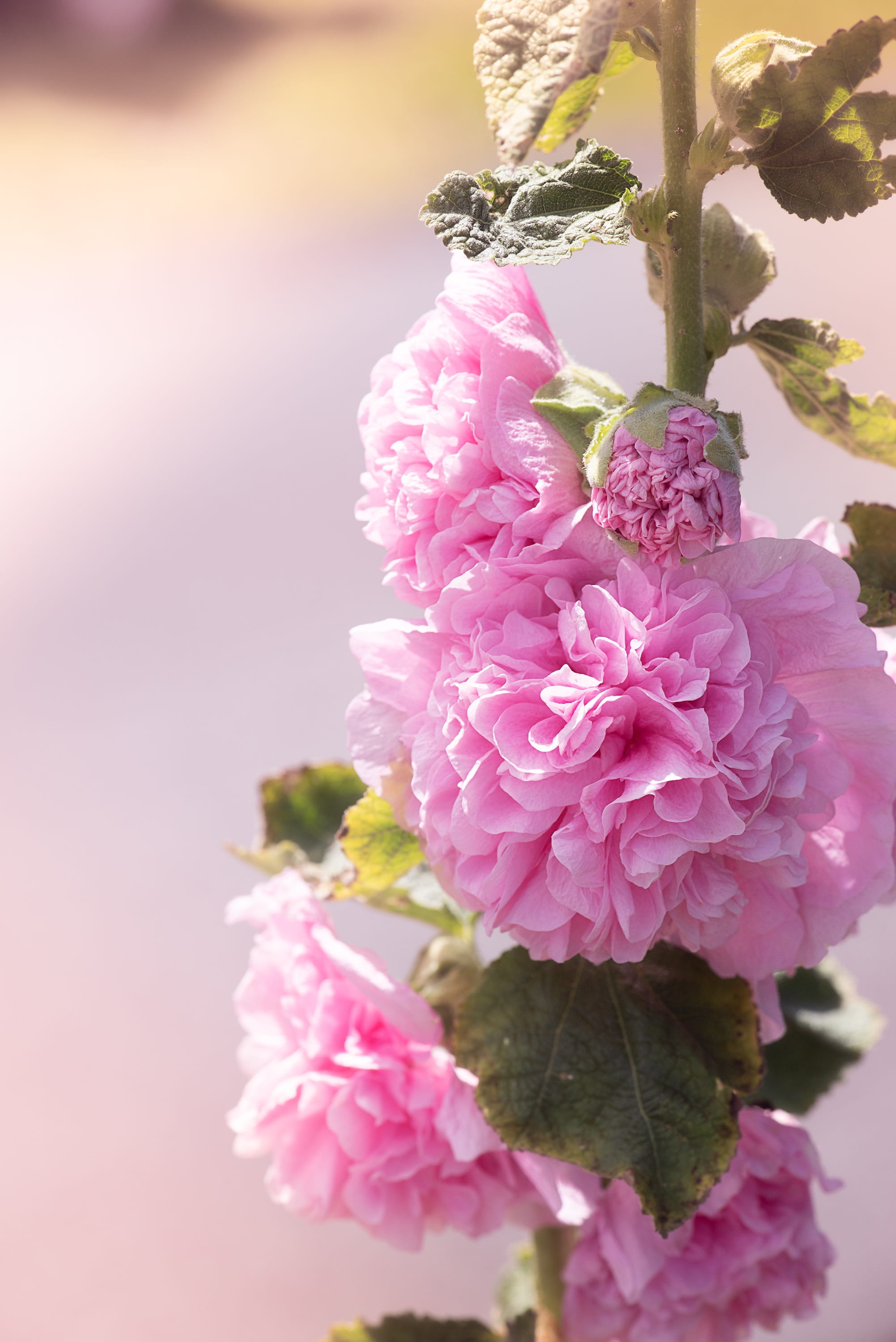 pink hollyhock, growth, stock rose garden, summer, stock rose, close-up, no people, pink, cherry blossom, bloom, close up, ornamental plant, flower, in the garden, Phone HD Wallpaper