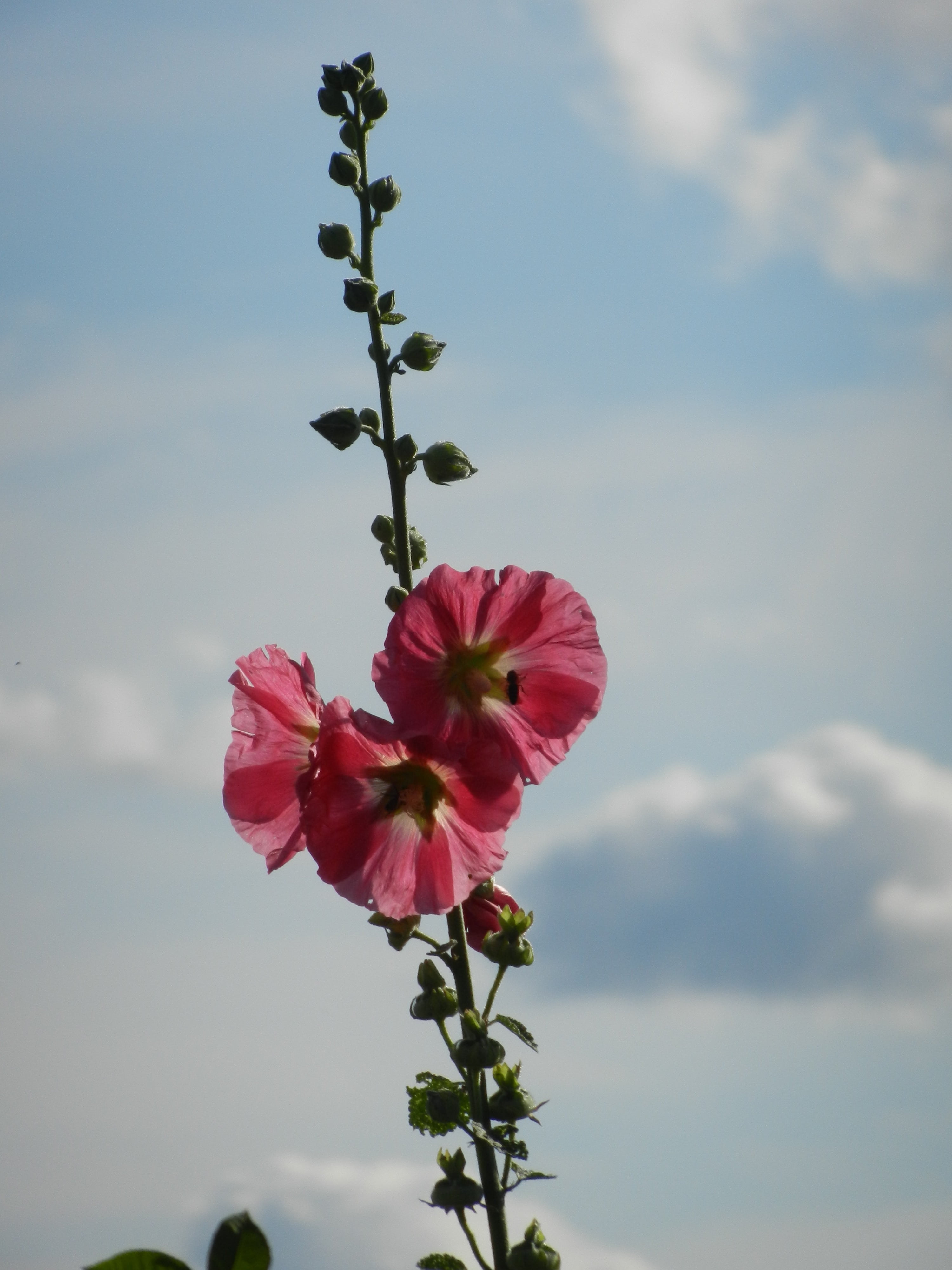 plant, clouds, vulnerability, poppy, beauty in nature, inflorescence, pink color, fragility, focus on foreground, flower head, flowering plant, 4K, flower, Phone HD Wallpaper