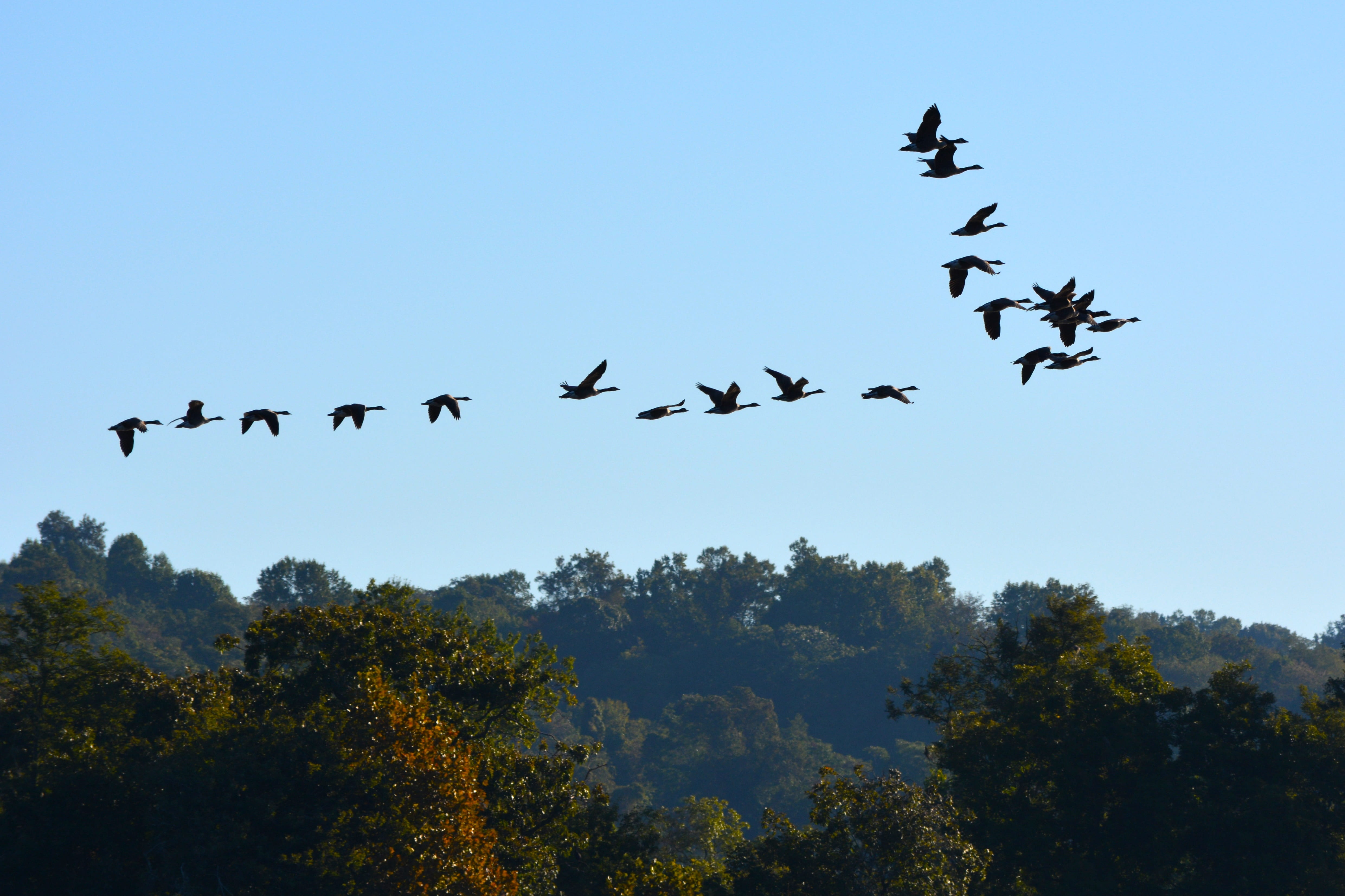 maryland, flock of birds, animal, blue, no people, landscape, susquehanna, sky, goose, susquehanna state park, bird, wildlife, flight, susquehanna river, HD Wallpaper