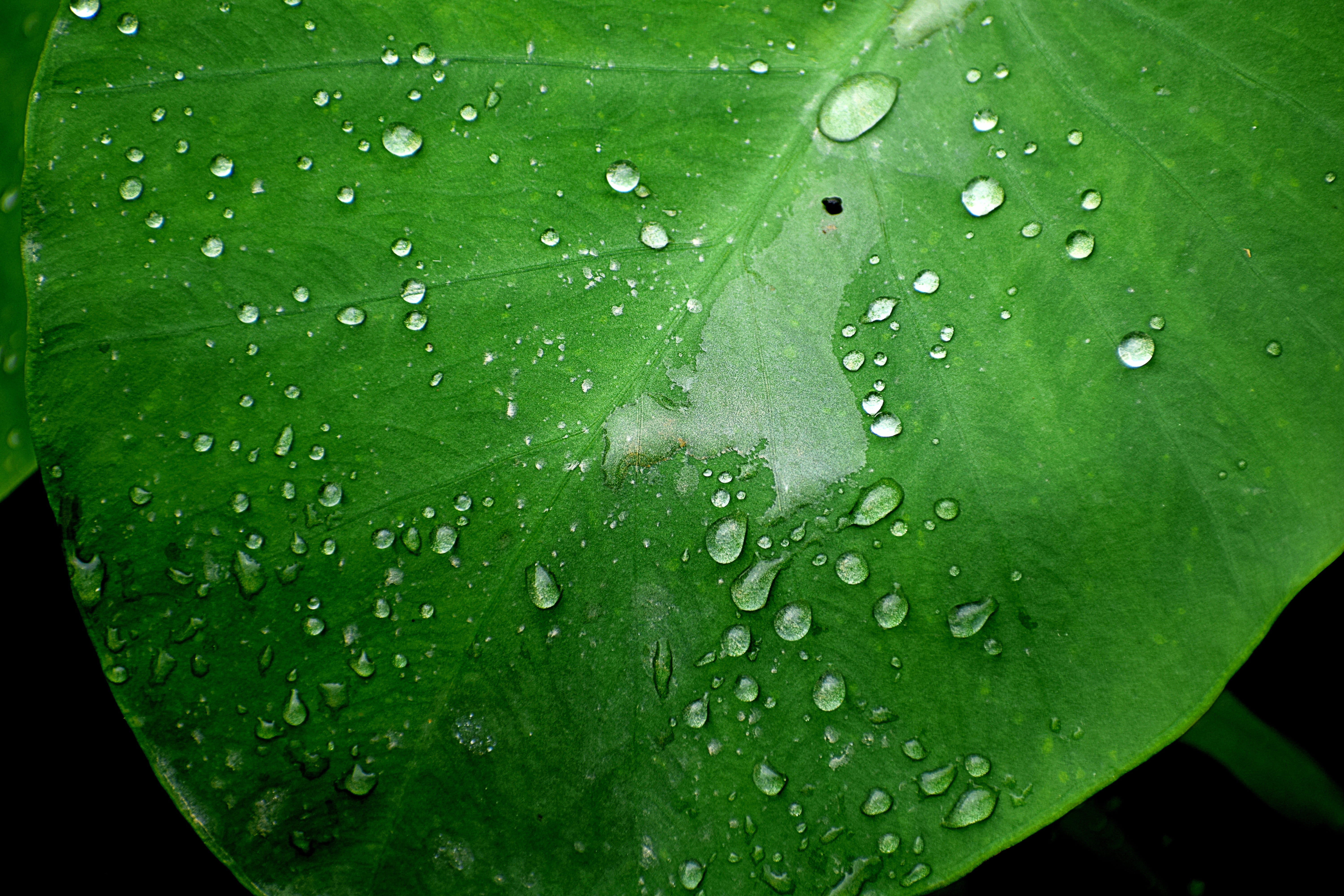 beauty in nature, drop, droplets, wet, flora, 5K, outdoors, plant part, rain, raindrops, close-up, growth, nature, splashing, drip, flow, raindrop, liquid, HD Wallpaper