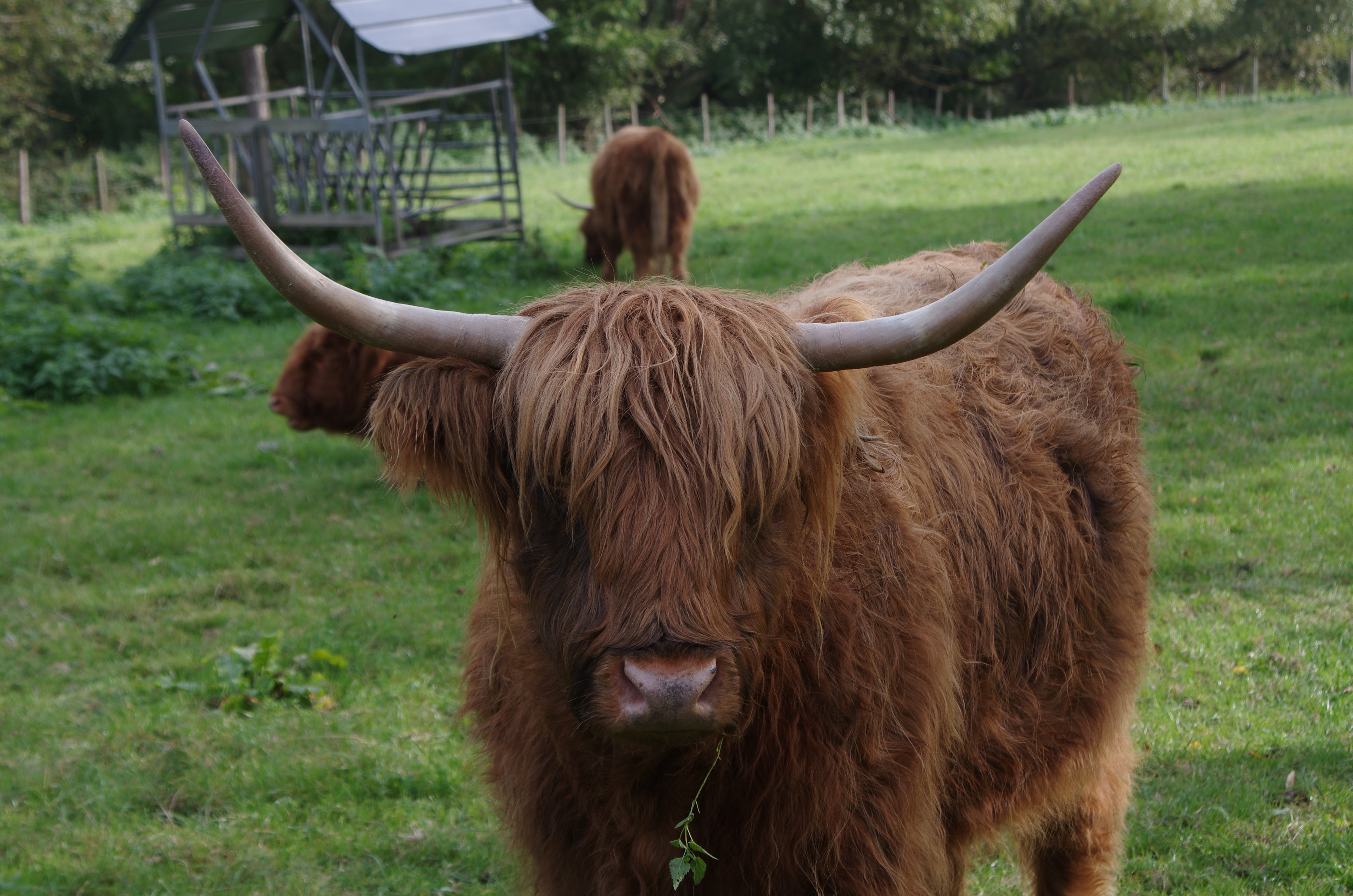 pasture land, pets, grass, vertebrate, outdoors, hairstyle, domesticated scottish breed, herbage, field, meadows, brown, horned, mammal, domestic animals, HD Wallpaper