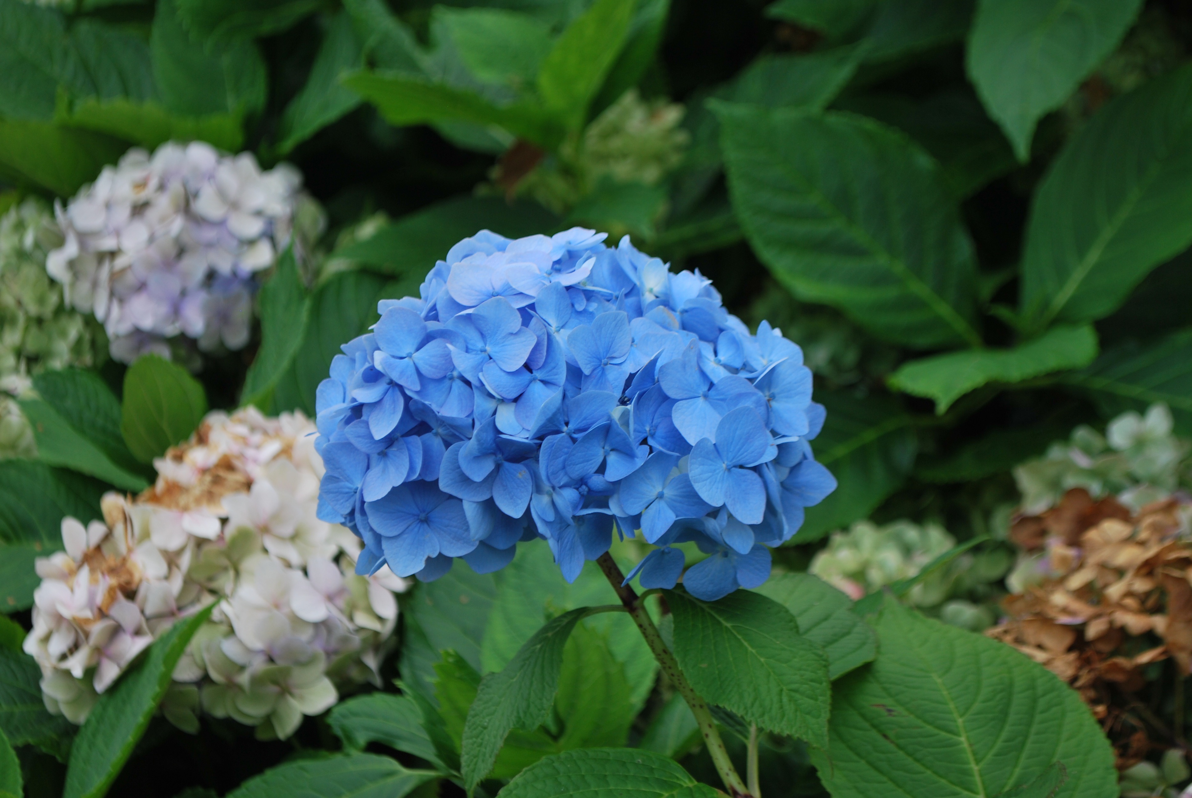 plants, herbage, bunch of flowers, nature, flowers, no people, focus on foreground, outside, 4K, spring, hydrangea, plant part, freshness, lilac, blossom, HD Wallpaper