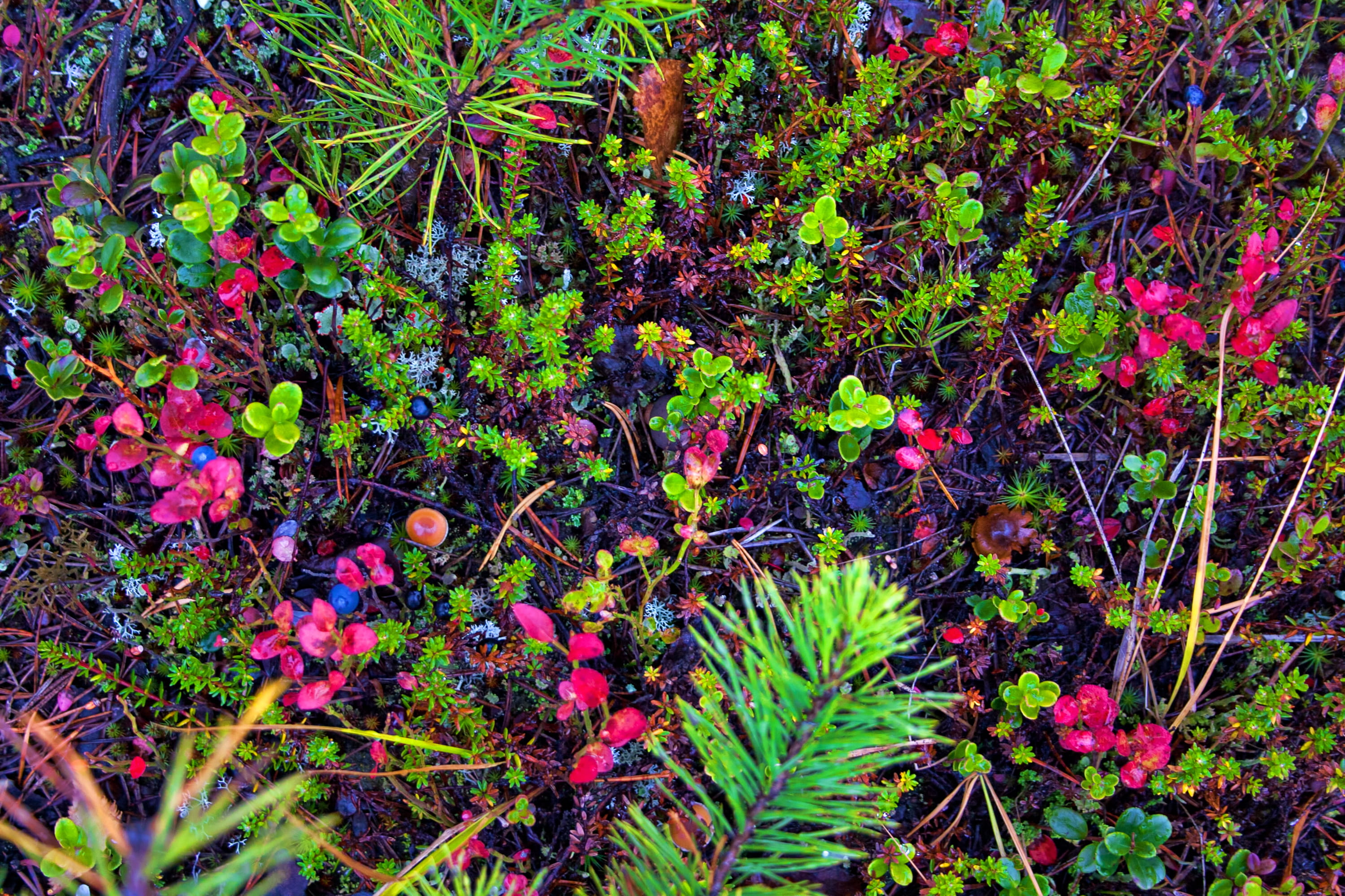 field, empetrum, full frame, vegetation, crowberry, land, vulnerability, growth, flora, flower, close-up, pink color, flowering plant, 2K, herbage, taiga, HD Wallpaper