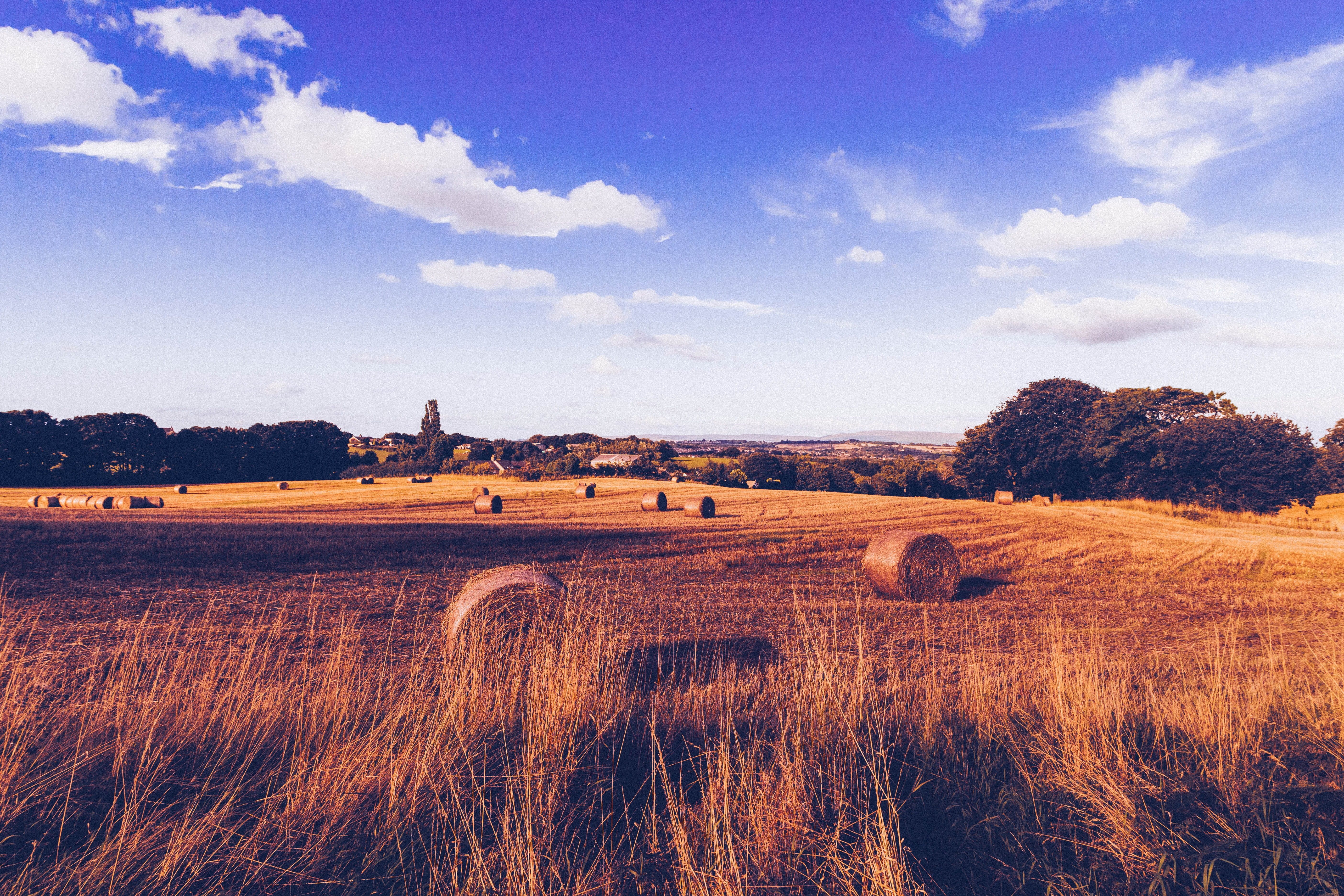5K, herbage, hay bales, harvesting, beauty in nature, pasture, agriculture, no people, field, wheat, plant, scenics - nature, tranquil scene, cloudy, grass, HD Wallpaper