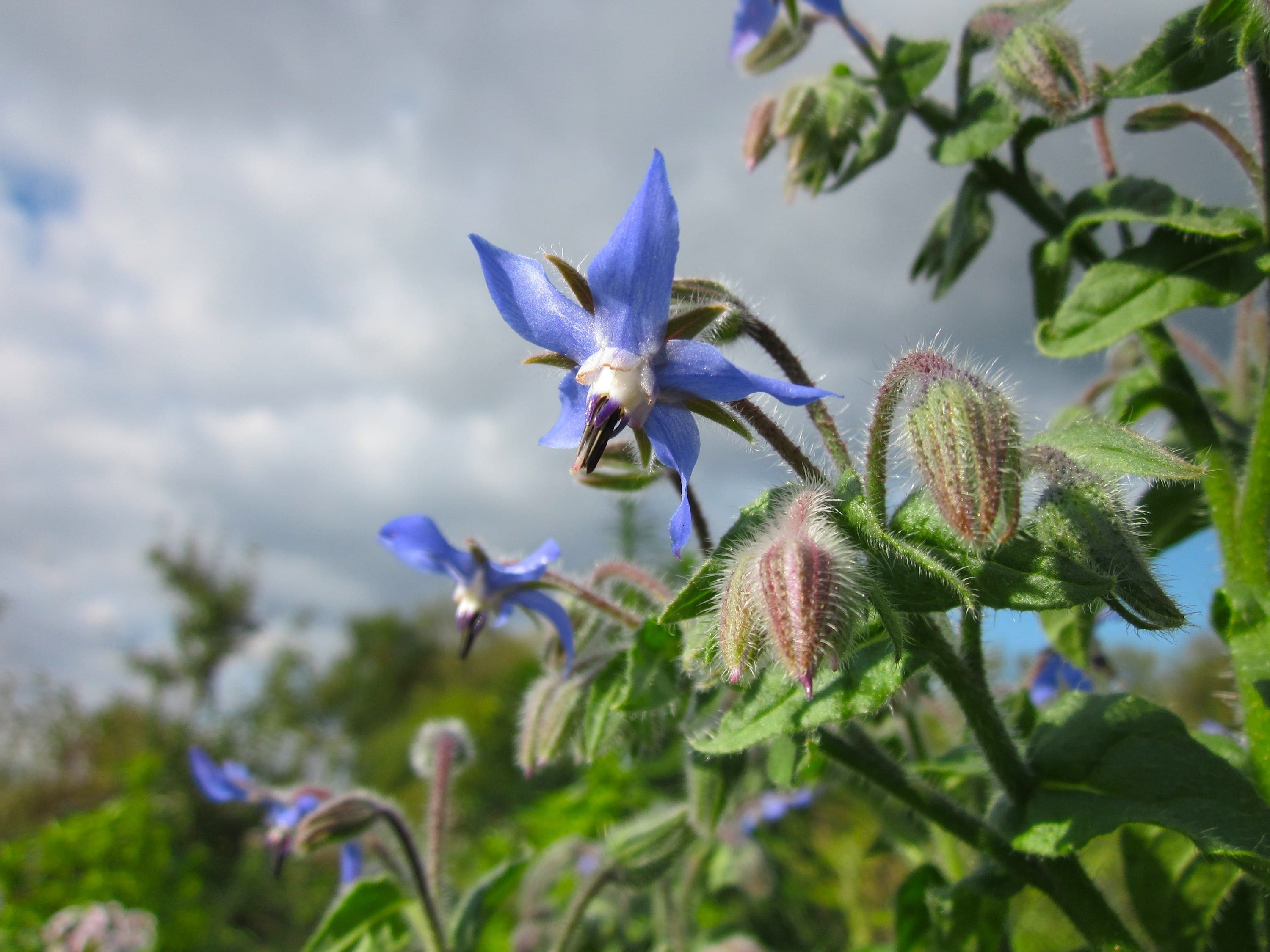 outdoors, intense, flowering plant, floret, plant part, petal, flora, green color, beauty in nature, borago officinalis, summer, spring, greenery, radiant, HD Wallpaper