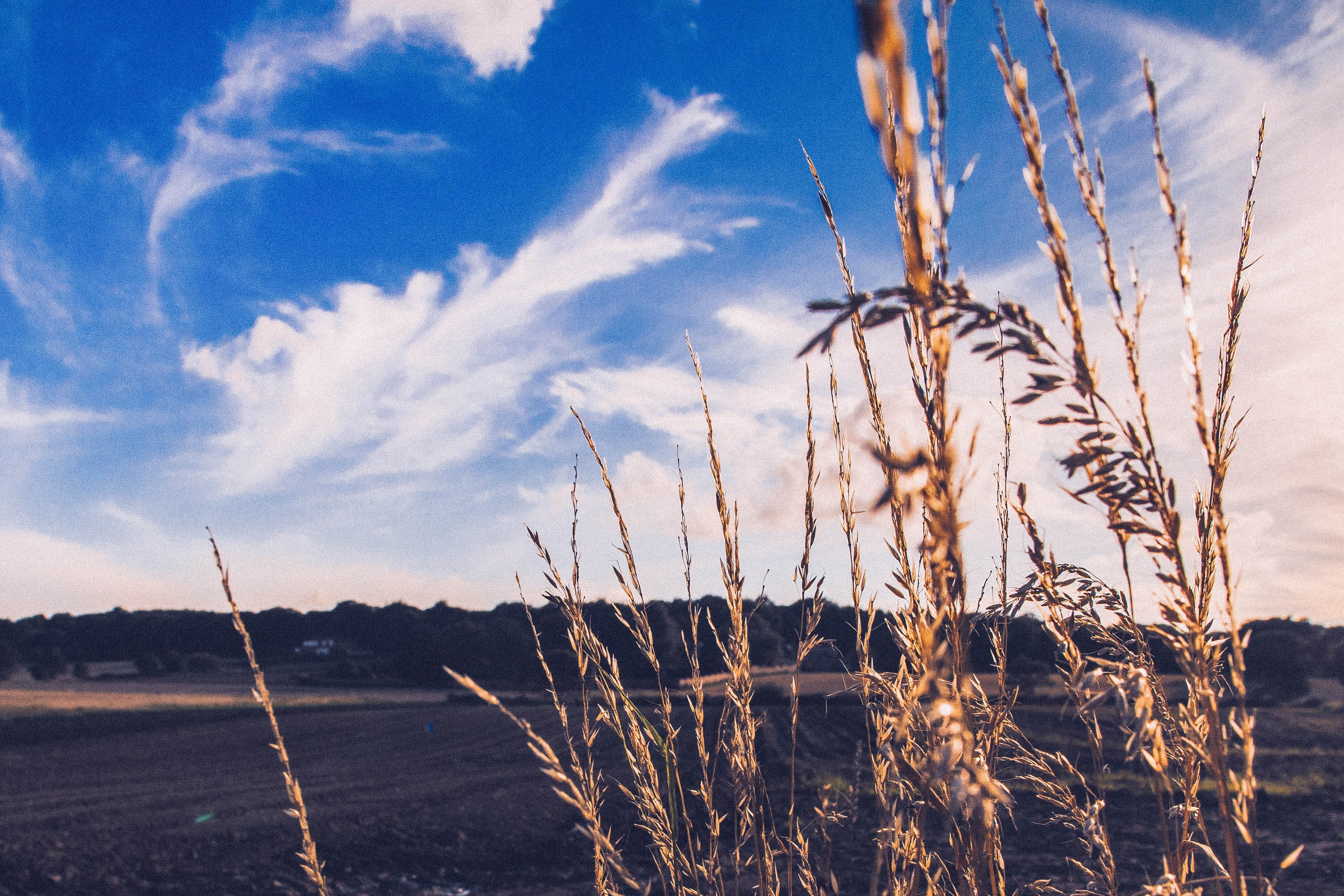 cloud - sky, plant, stalk, environment, Herbage, tranquil scene, landscape, timothy grass, growth, non-urban scene, day, scenics - nature, Pasture, beauty in nature, HD Wallpaper
