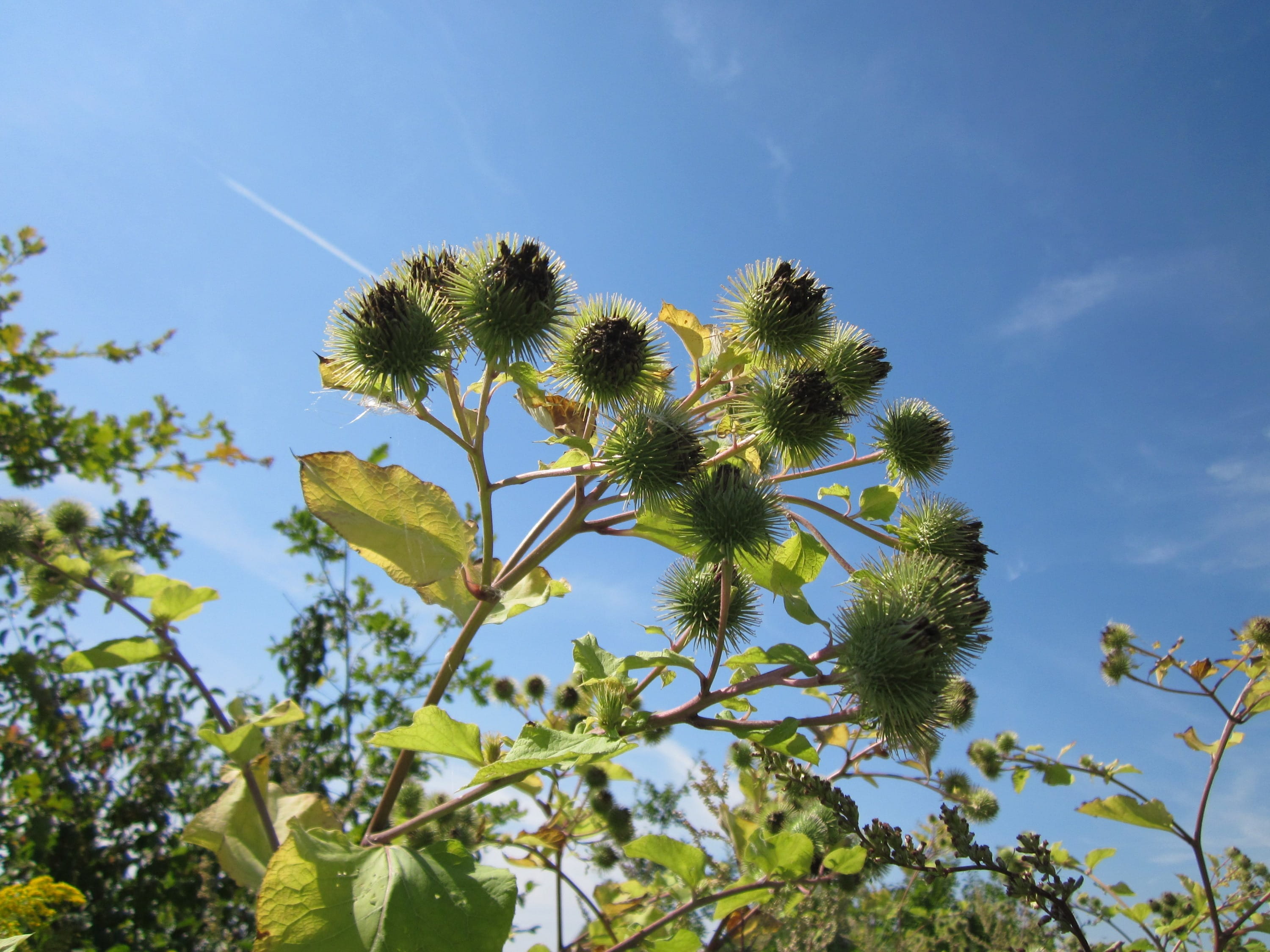 blossom, 2K, flowers, tranquility, spring, plant part, nature, flowering plant, pretty, no people, freshness, green Color, colorful, Arctium Lappa, tree, HD Wallpaper