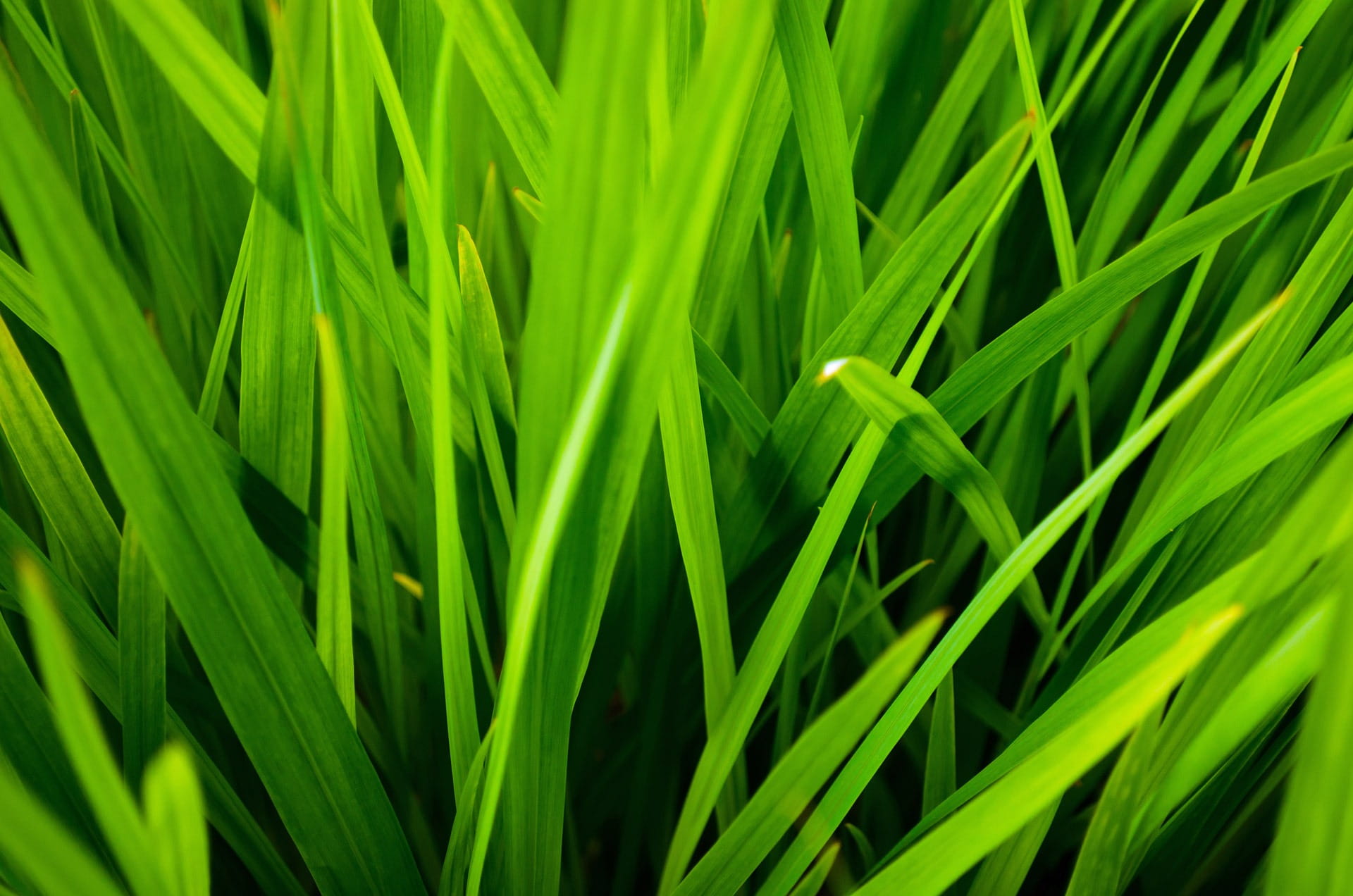 contrast, plant part, environment, growth, Blades, 1080P, plants, macro, plant, garden, field, close, close-up, blade of grass, Background, season, growing, HD Wallpaper