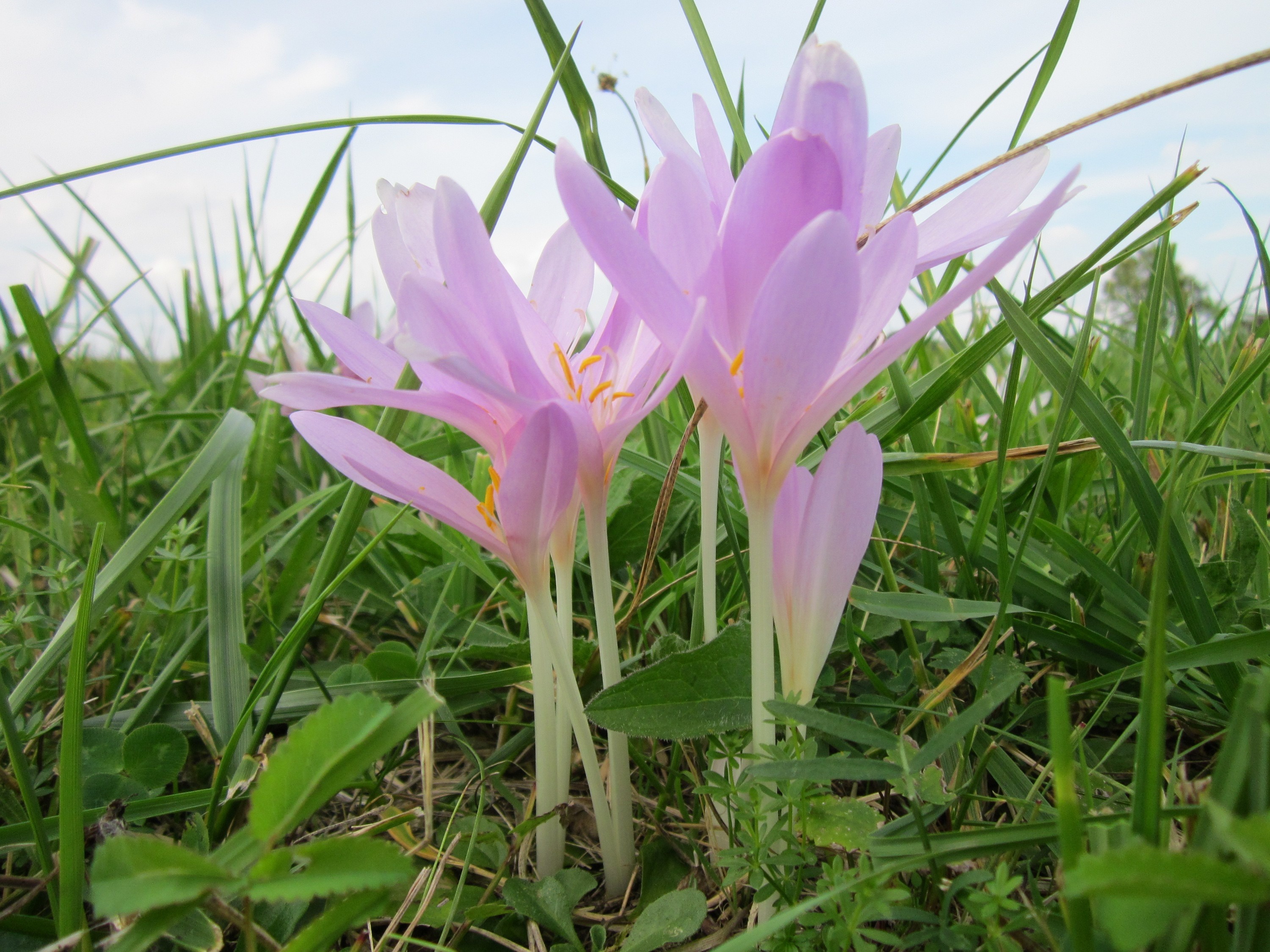 crocus, colorful, iris, green color, flowers, herbage, no people, greenery, leaf, lovely, field, beautiful, growth, flower head, petal, freshness, 2K, HD Wallpaper