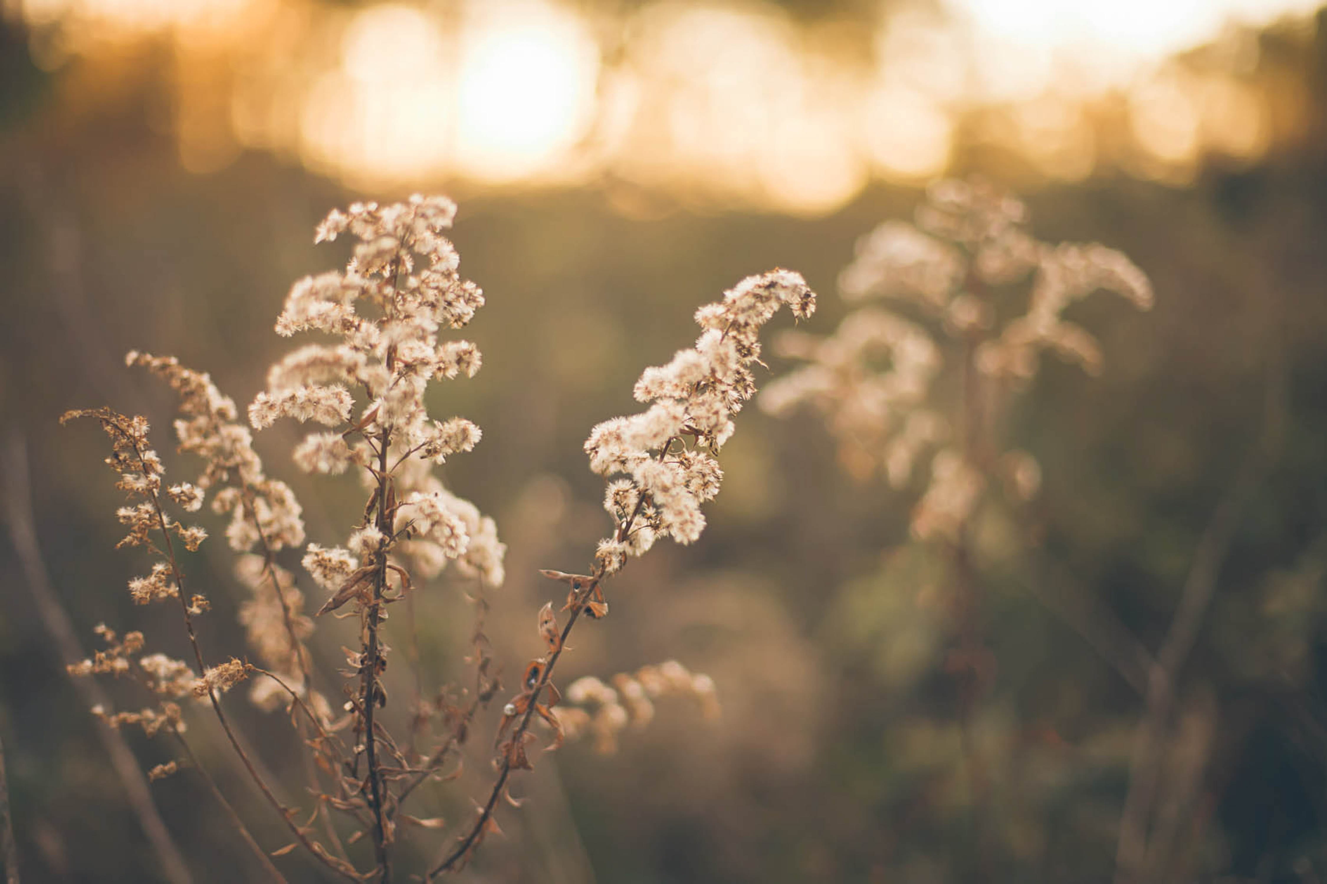 agriculture, photography, freshness, twilight, landscape, flower, plant, springtime, 4K, nature, food and drink, growth, pasture, flowering plant, herb, HD Wallpaper