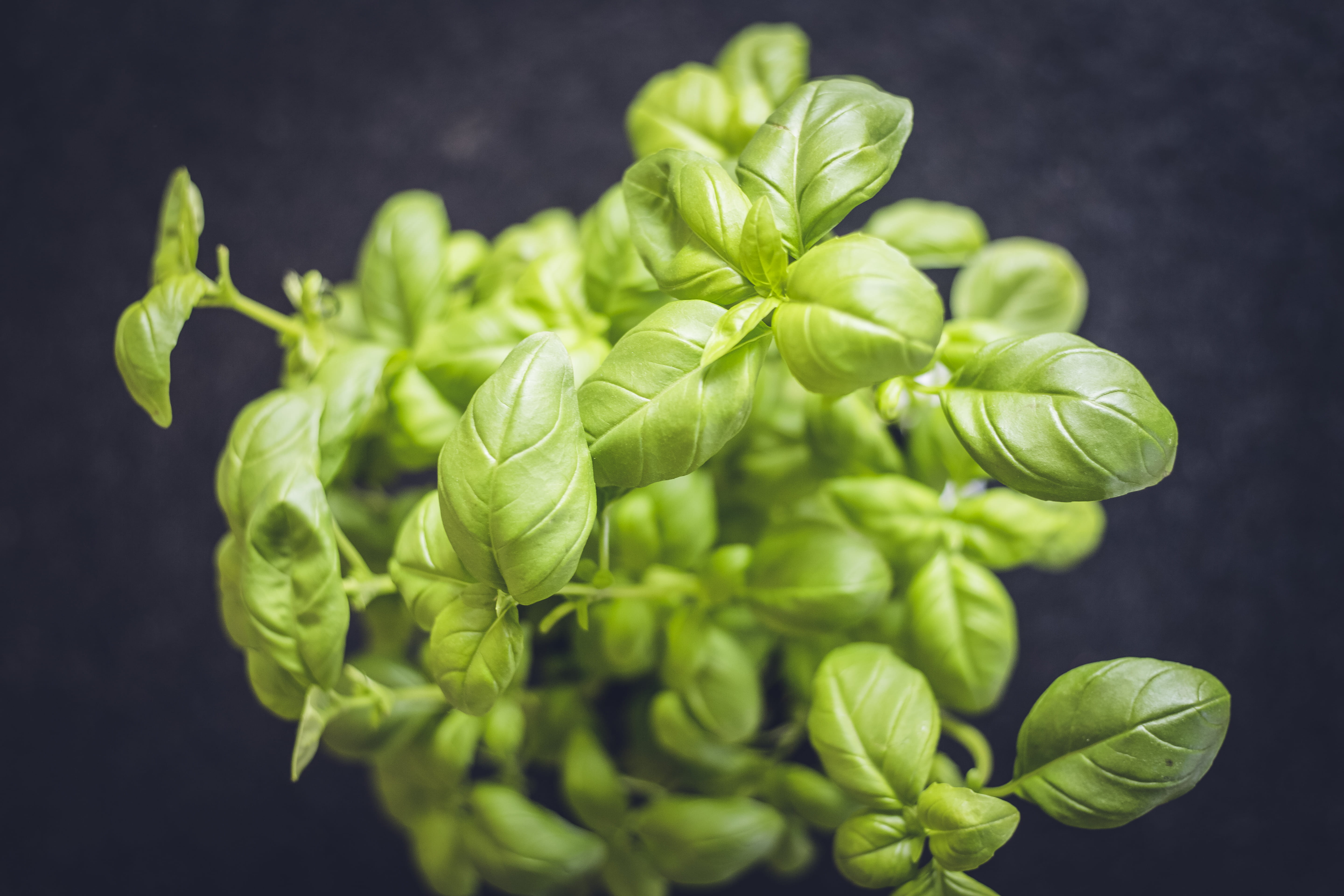 plant, condiment, indoors, flavor, green color, erlangen, herbal, cooking, organic, no people, focus on foreground, wellbeing, plant part, germany, leaf, HD Wallpaper