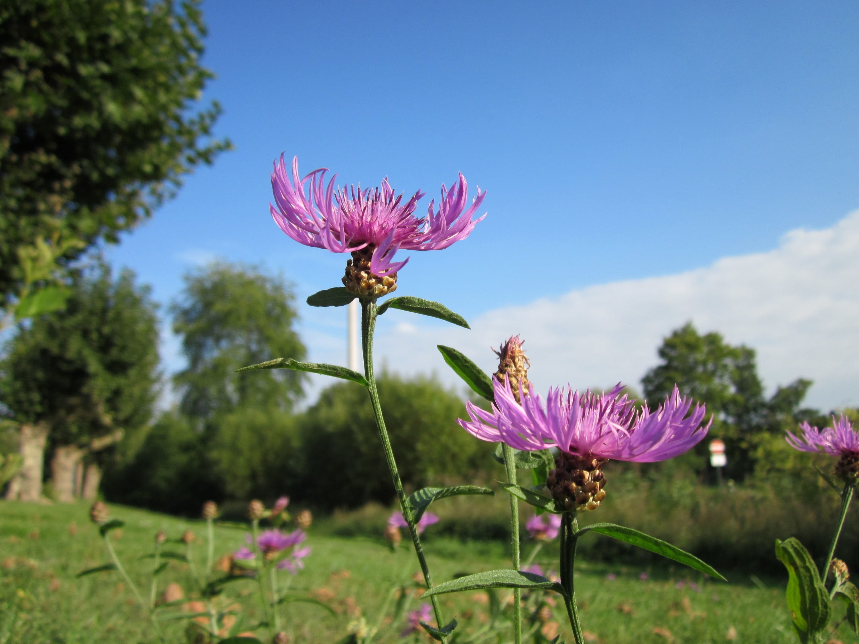lovely, pink color, close-up, Trees, fragility, outside, beautiful, flora, herbage, stem, purple, nature, clouds, Centaurea Jacea, 2K, flower, inflorescence, HD Wallpaper