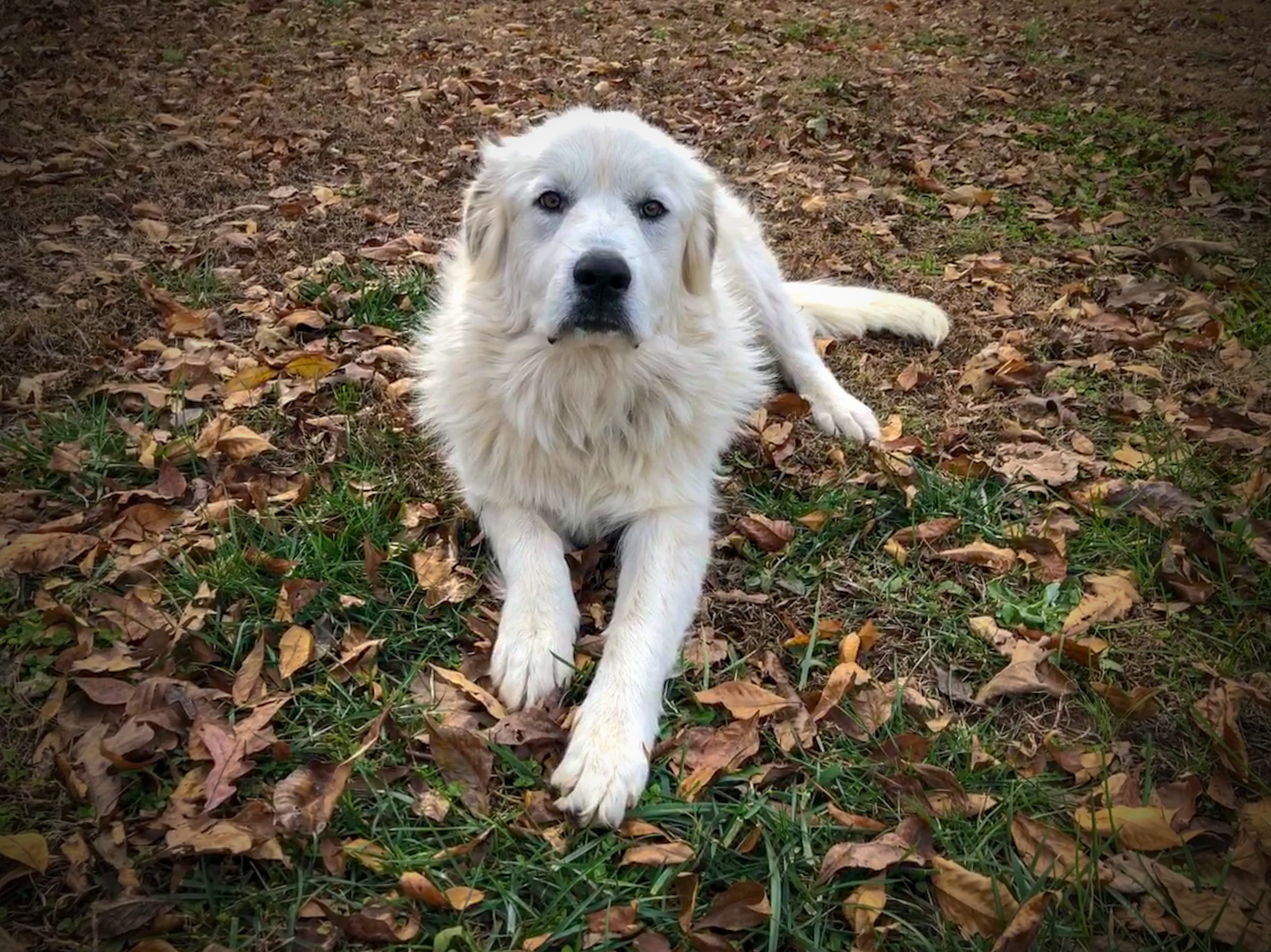 great pyrenees, field, animal, 2K, animal head, dog, canine, high angle view, day, domestic, puppy, autumn, nature, pets, no people, animal themes, leaves, HD Wallpaper