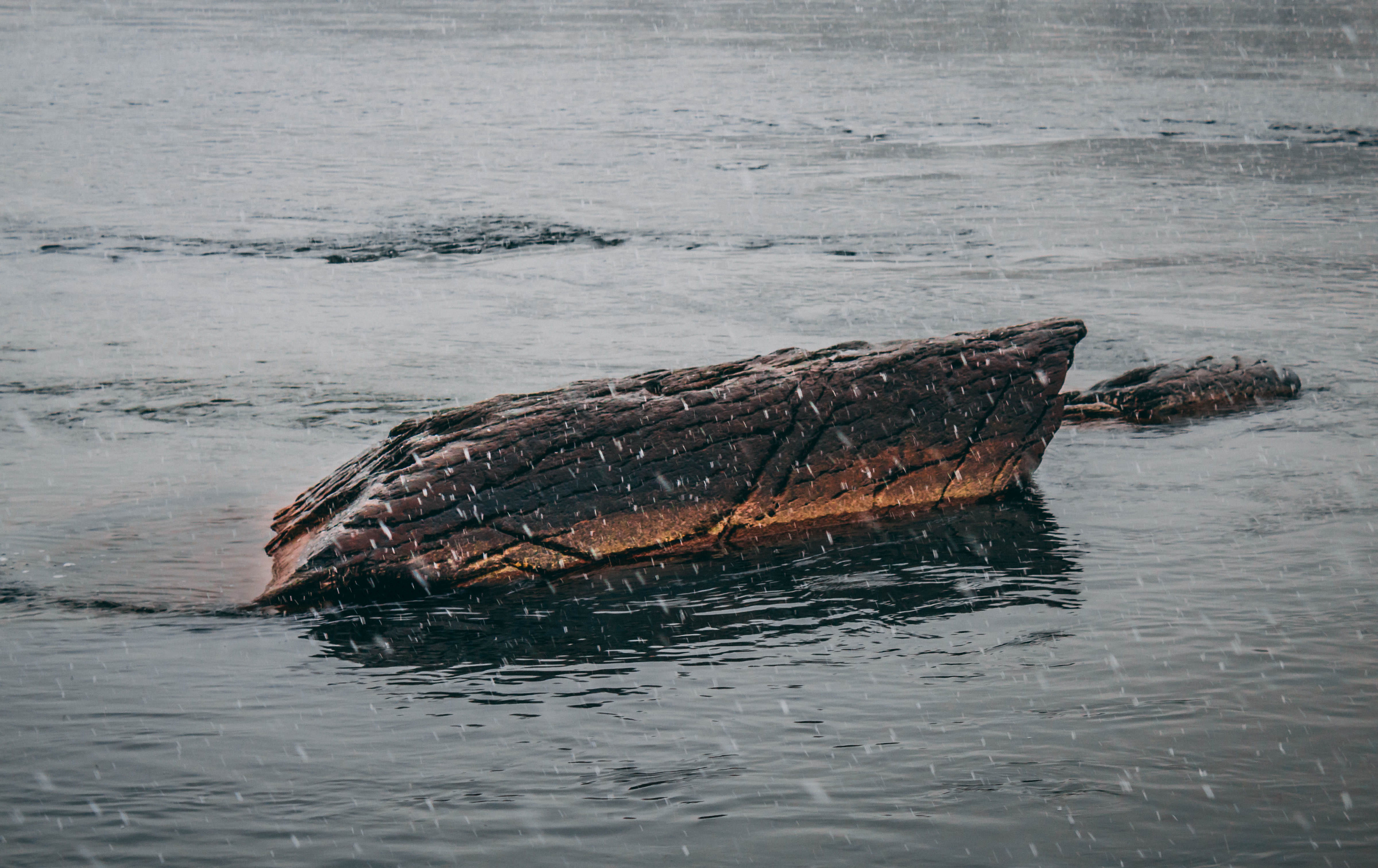 no people, animal themes, photography, reptile, water, rock, mammal, focus, lake, potomac, swimming, sea, beauty in nature, nature, underwater, animal wildlife, HD Wallpaper