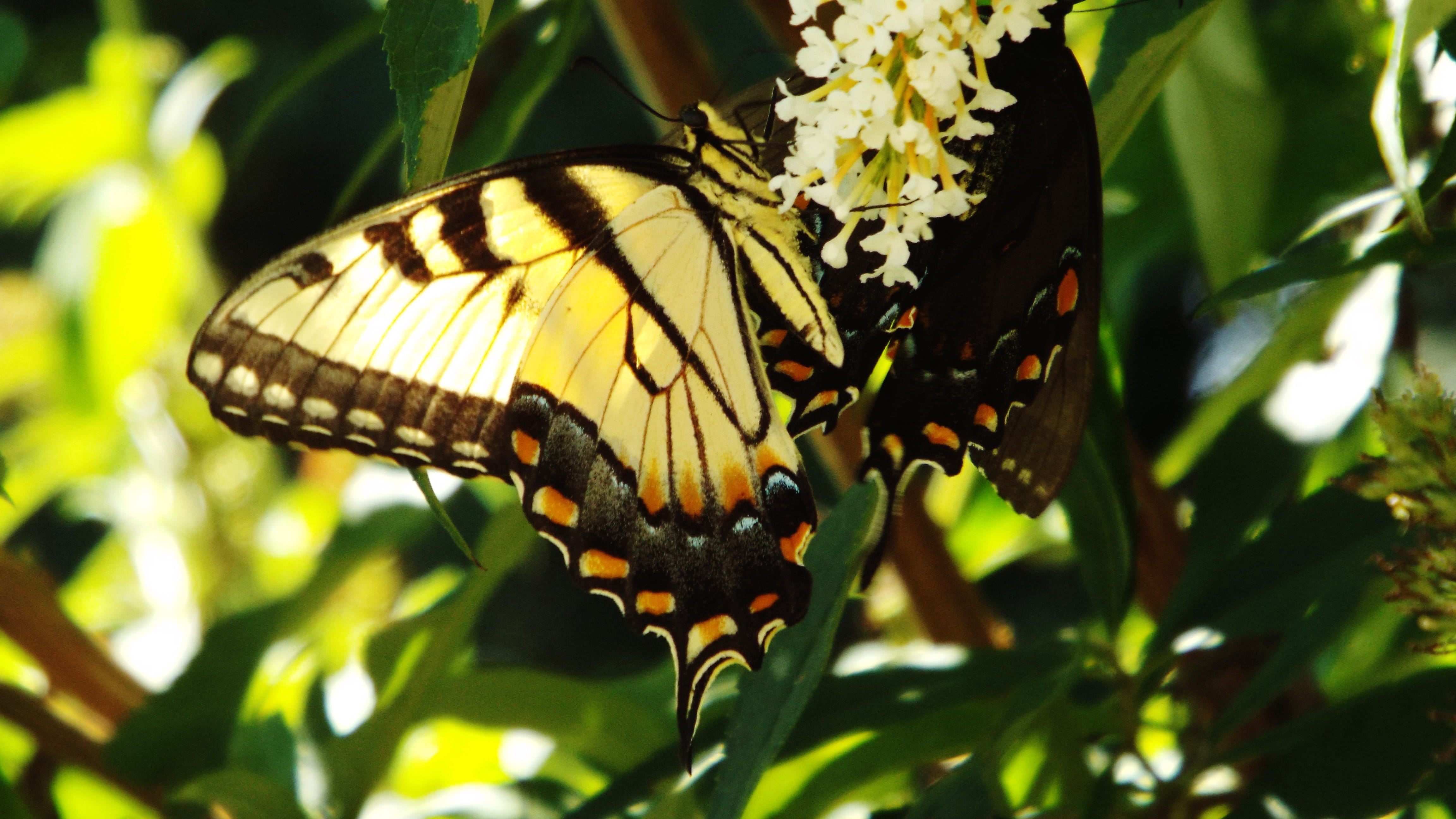 day, invertebrate, animal wildlife, nature, outdoors, pollination, one animal, no people, nature photography, animal, animal wing, leaf, animal markings, HD Wallpaper