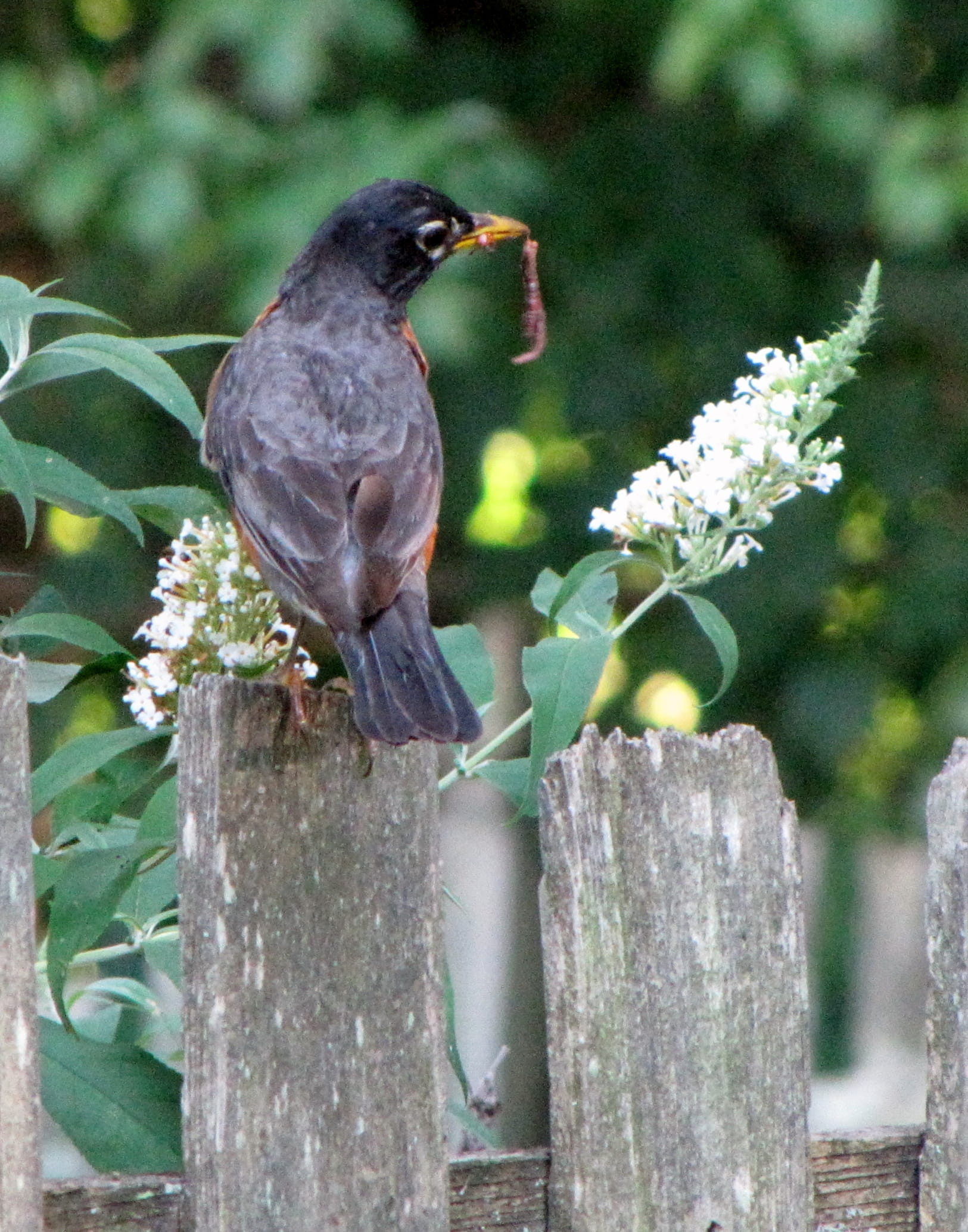 fence, flowering plant, animals in the wild, north potomac, one animal, 1080P, robin, no people, plant, nature, vertebrate, animal, flower, animal themes, Phone HD Wallpaper