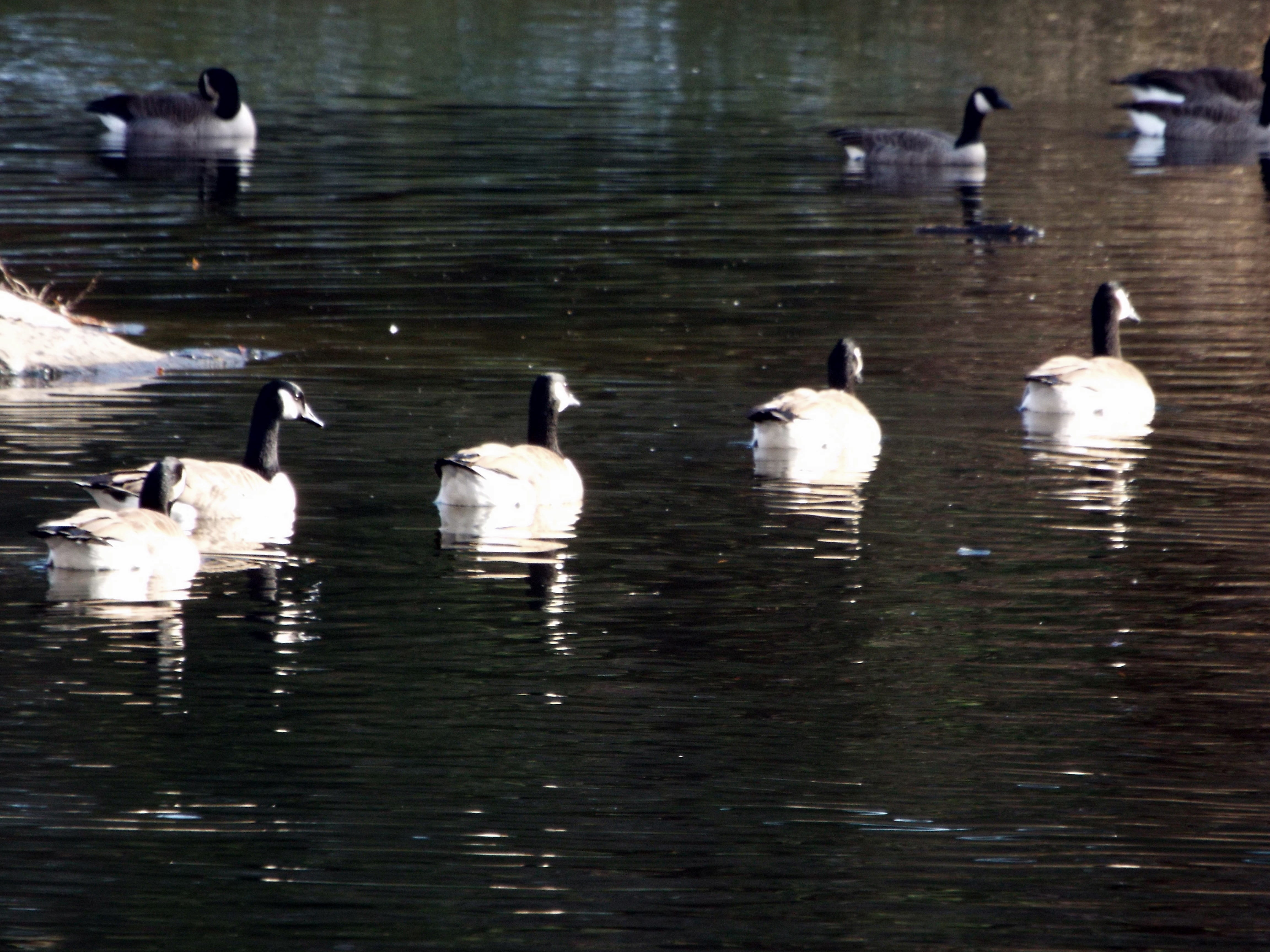 group of animals, animal family, animal wildlife, animals, reflection, nature, birds, waterfront, water bird, no people, swimming, animals in the wild, HD Wallpaper