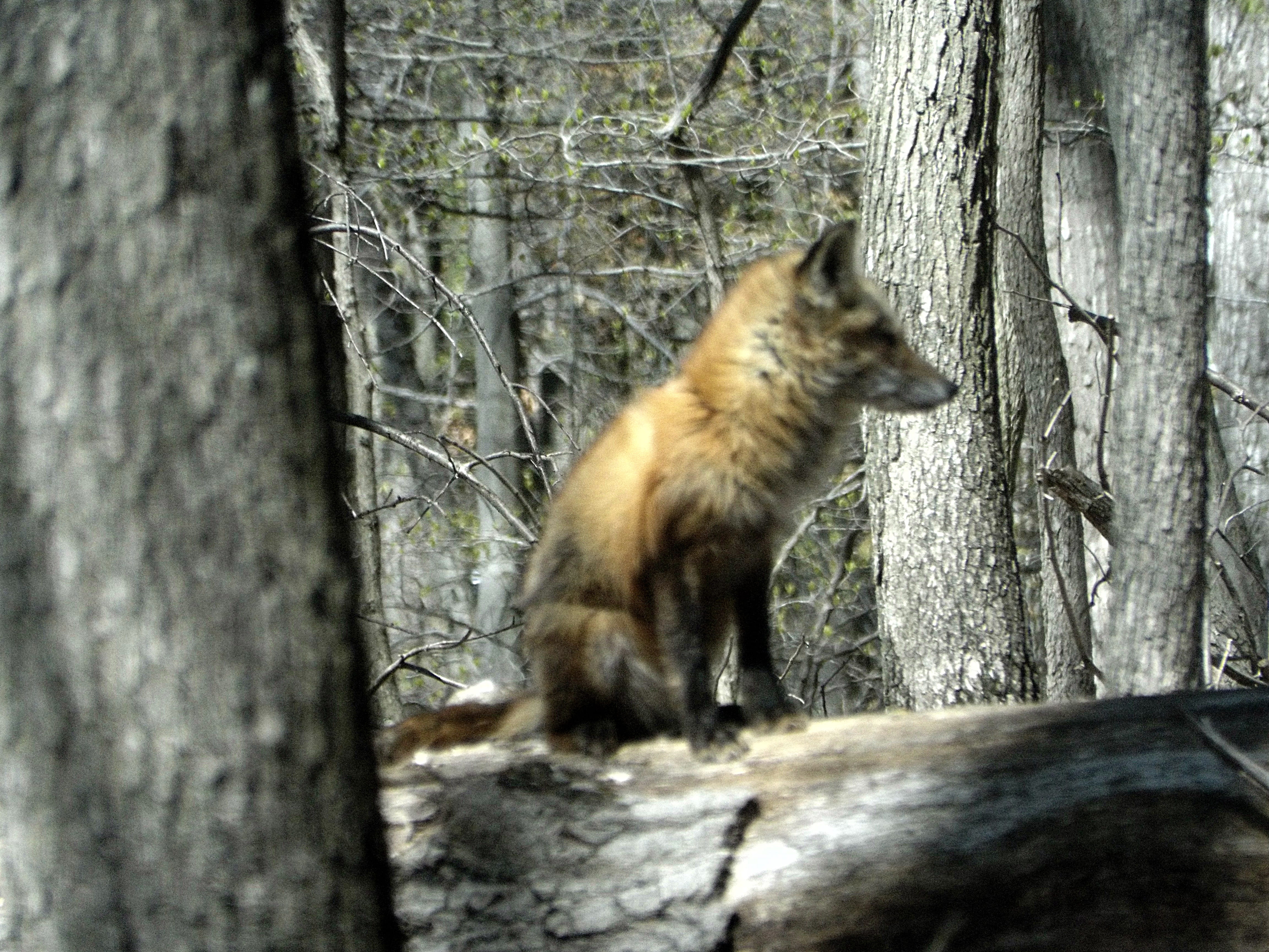 tree, red_fox, canine, land, trunk, day, animal wildlife, selective focus, plant, animal themes, north potomac, outdoors, mammal, tree trunk, forest, vertebrate, HD Wallpaper