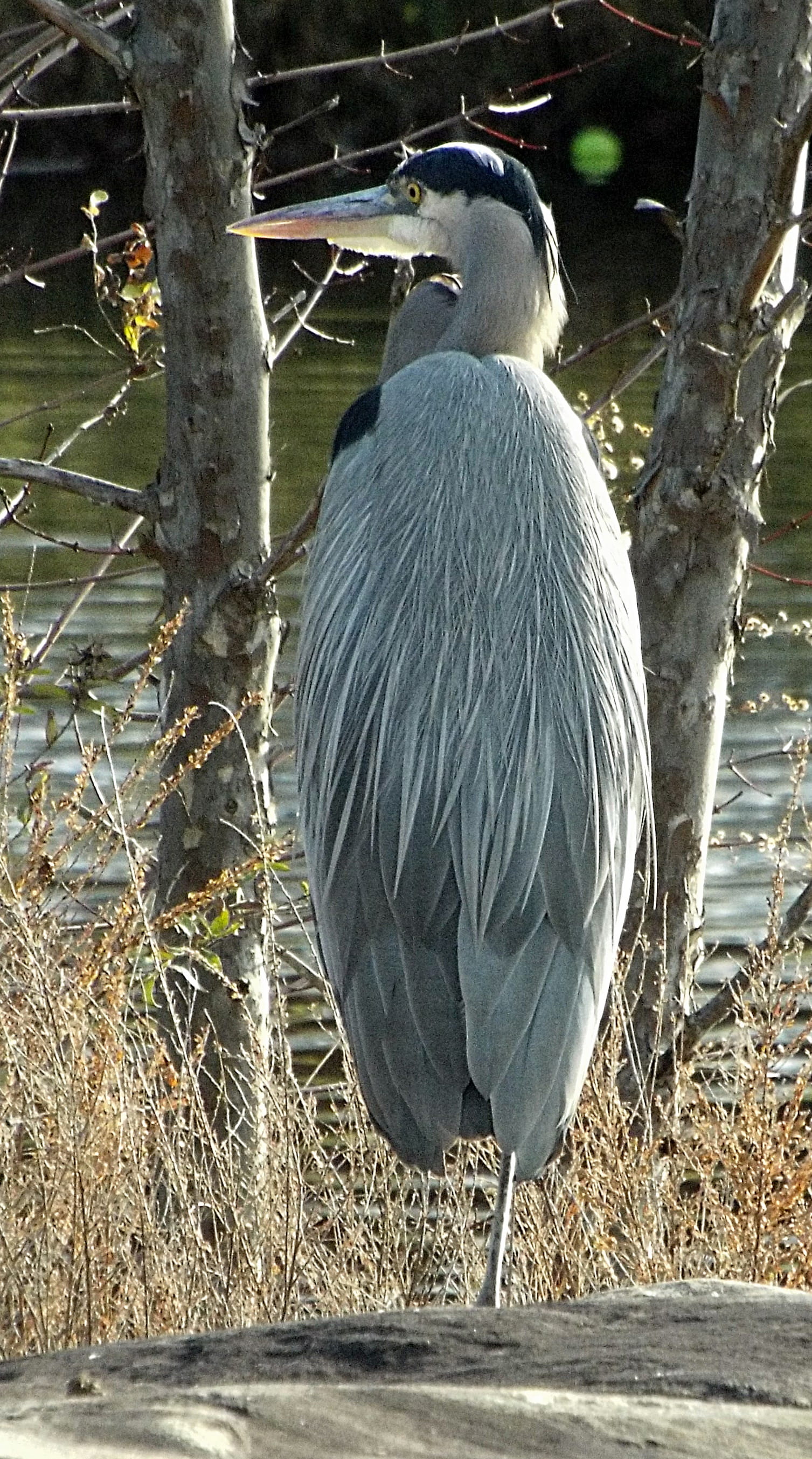 full length, branch, outdoors, vertebrate, 2K, bird, animal, animal themes, plant, day, animal wildlife, great-blue-heron, north potomac, animals in the wild, Phone HD Wallpaper