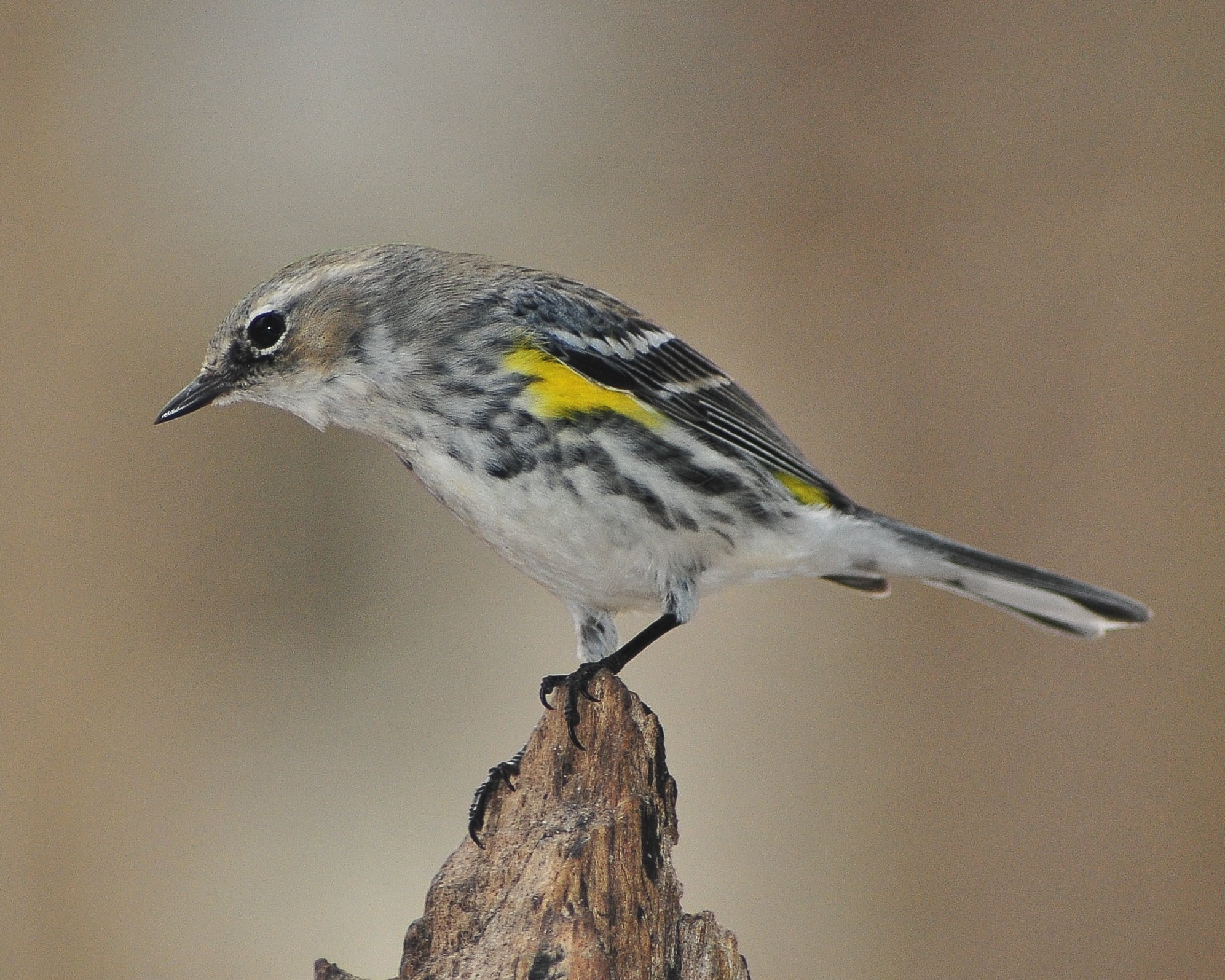 focus on foreground, outdoors, tree, nature, yellow-rumped, close-up, side view, animal, songbird, one animal, full length, perching, no people, wood - material, HD Wallpaper