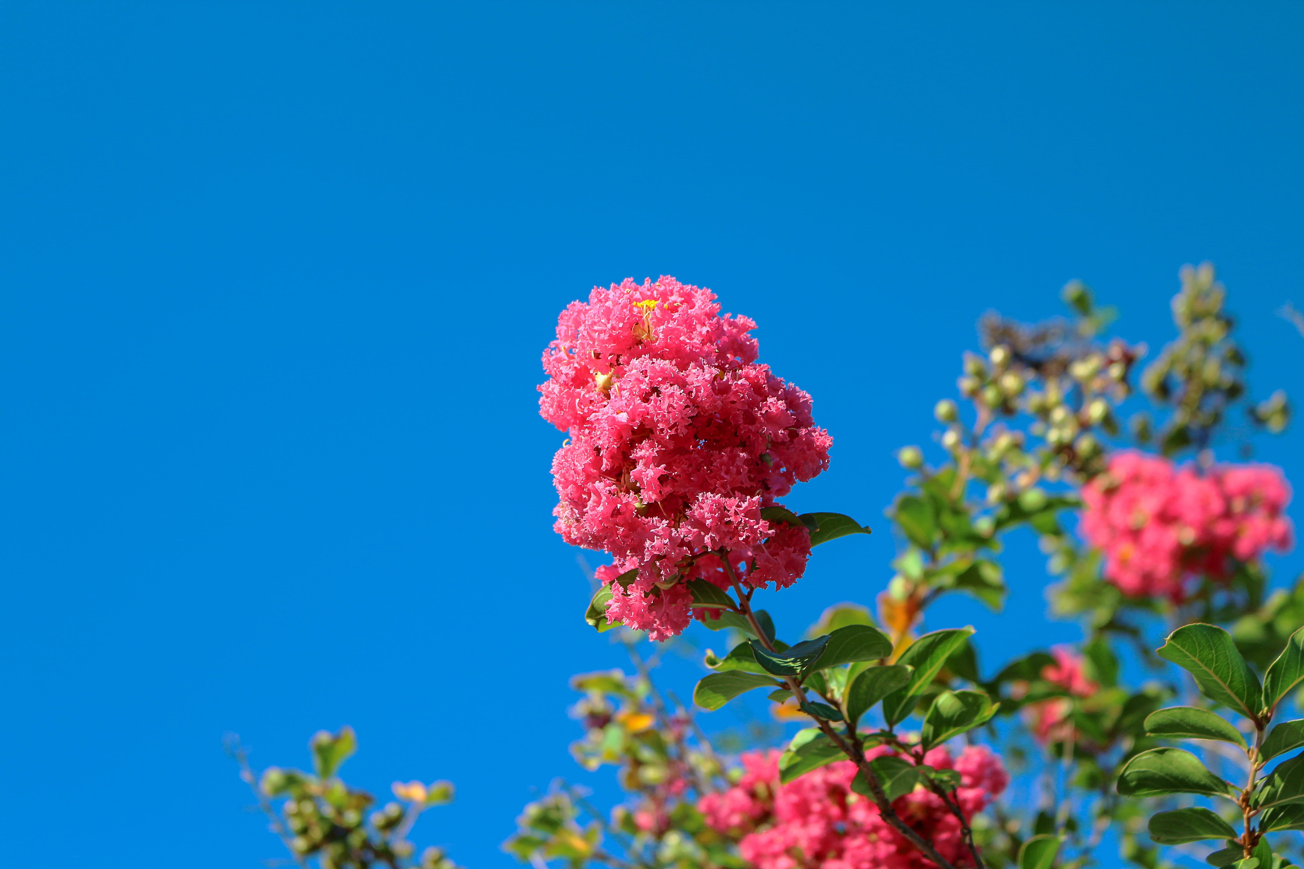 pink color, Flowers, day, lantana, beauty in nature, Pink, 5K, flower head, plant, pink flowers, outdoors, low angle view, growth, Tree, Nature, blue background, HD Wallpaper