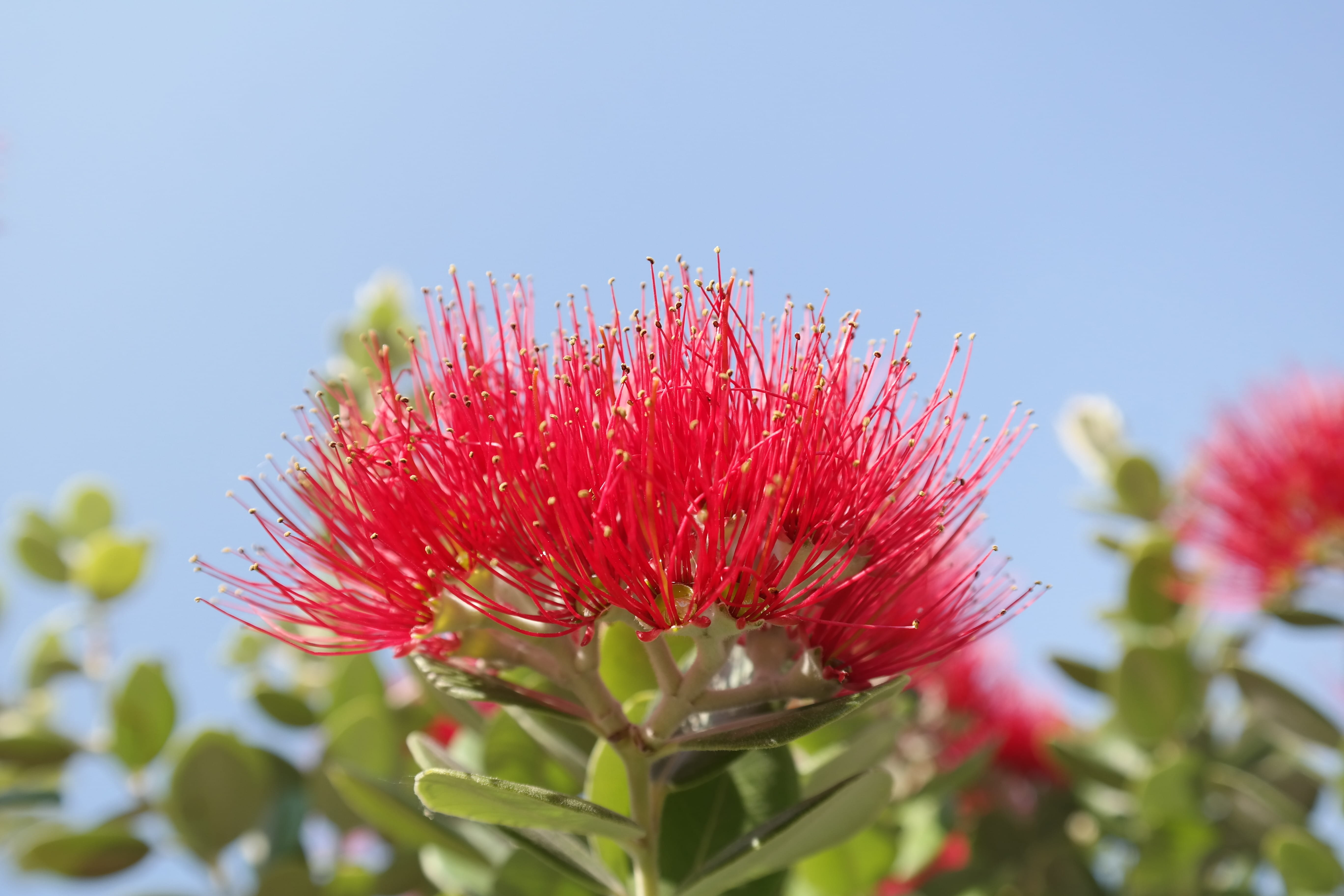 clear sky, metrosideros excelsa, sky, inflorescence, red, close-up, ornamental, green tree, brush, pohutukawa, beauty in nature, photography, metrosideros tomentosa, HD Wallpaper