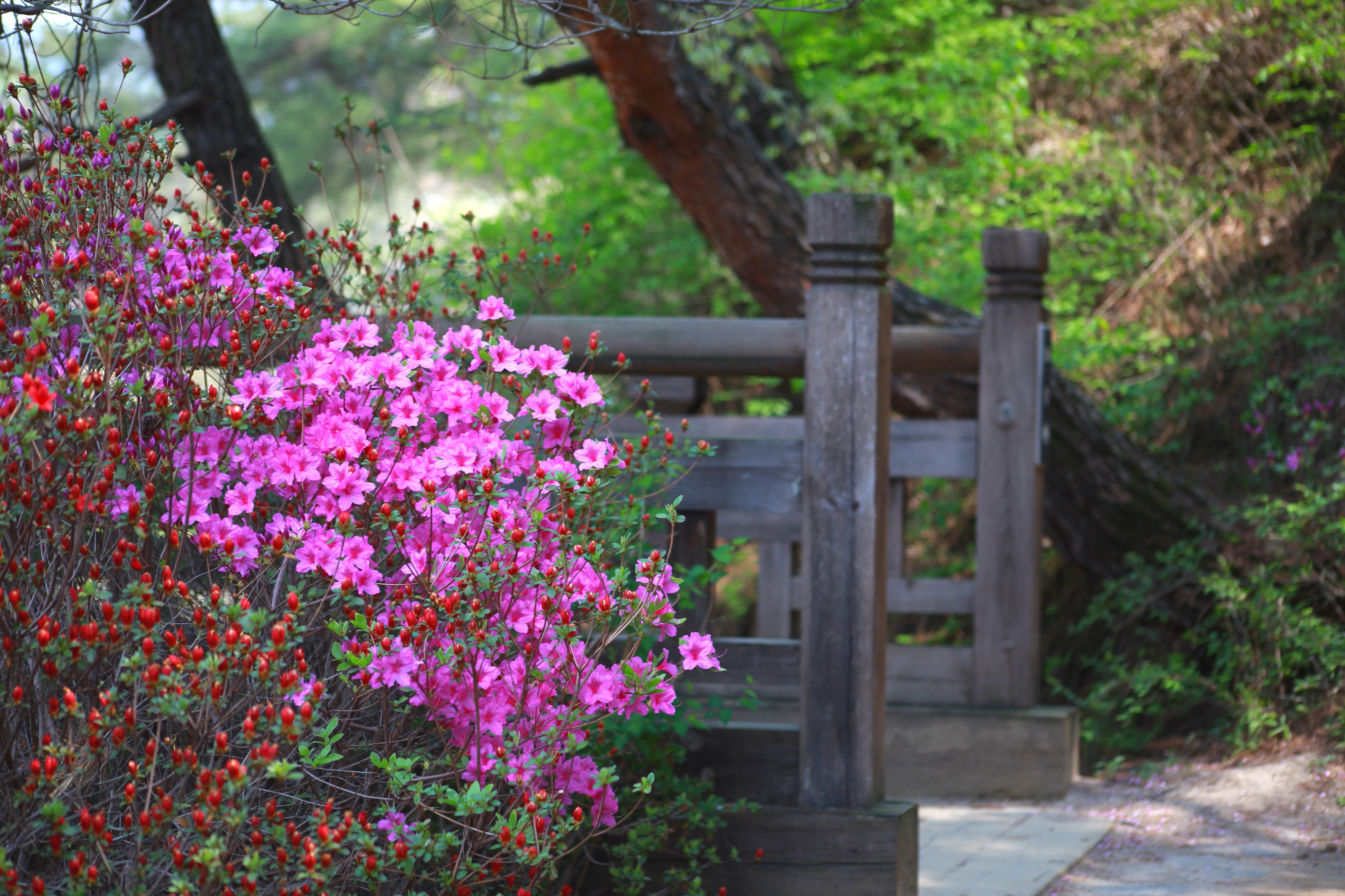 5K, wood, focus on foreground, formal garden, wooden, no people, nature, freshness, pink, purple, fragility, spring, beauty in nature, trees, flowerbed, HD Wallpaper