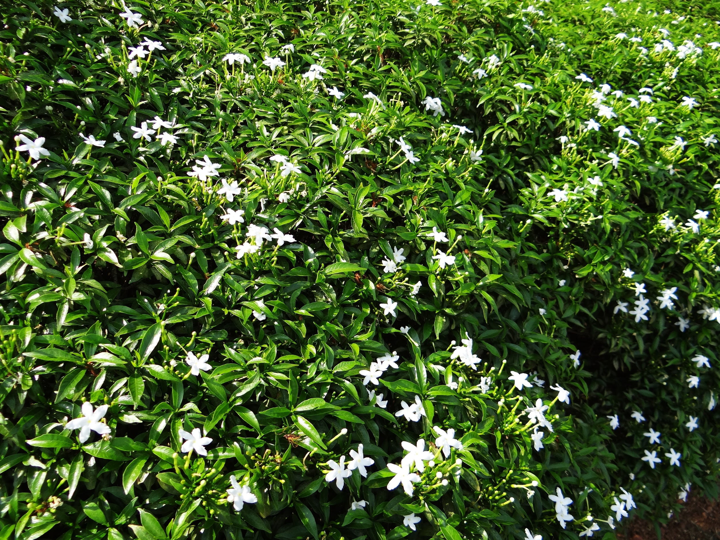 beauty in nature, dwarf crape jasmine, backgrounds, carnation of india, full frame, leaf, land, fragility, field, no people, nature, outdoors, moonbeam, HD Wallpaper