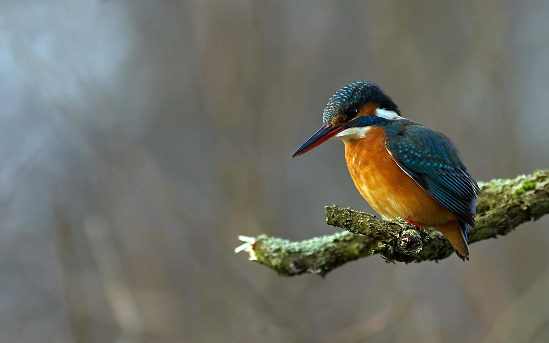 halcyons, 1080P, birds, animals, colorful, beautiful, halcyon, HD Wallpaper