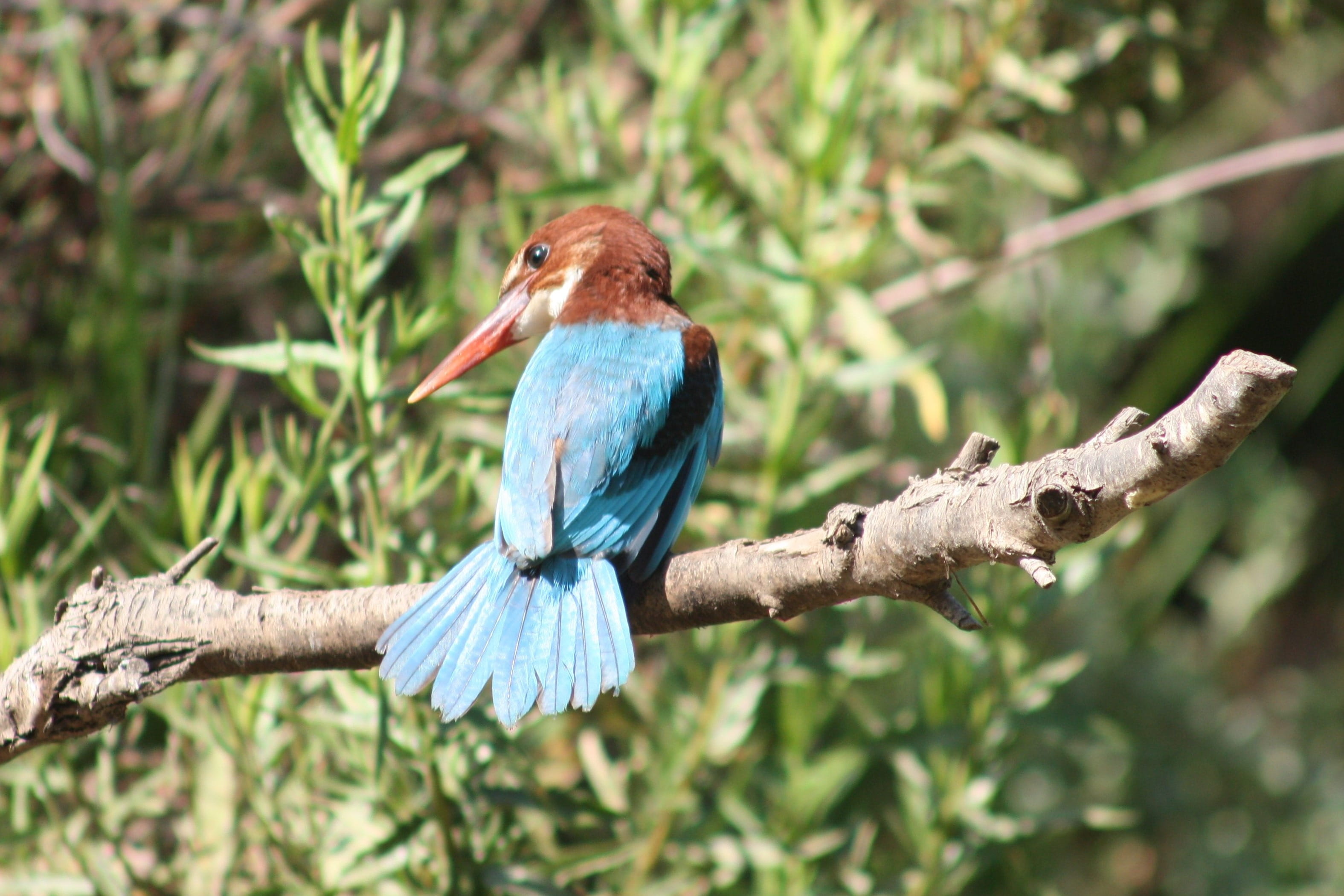 halcyon smyrnensis, perching, kingfisher, one animal, vertebrate, day, blue, outdoors, branch, 2K, animal wildlife, animals in the wild, animals, looking, HD Wallpaper