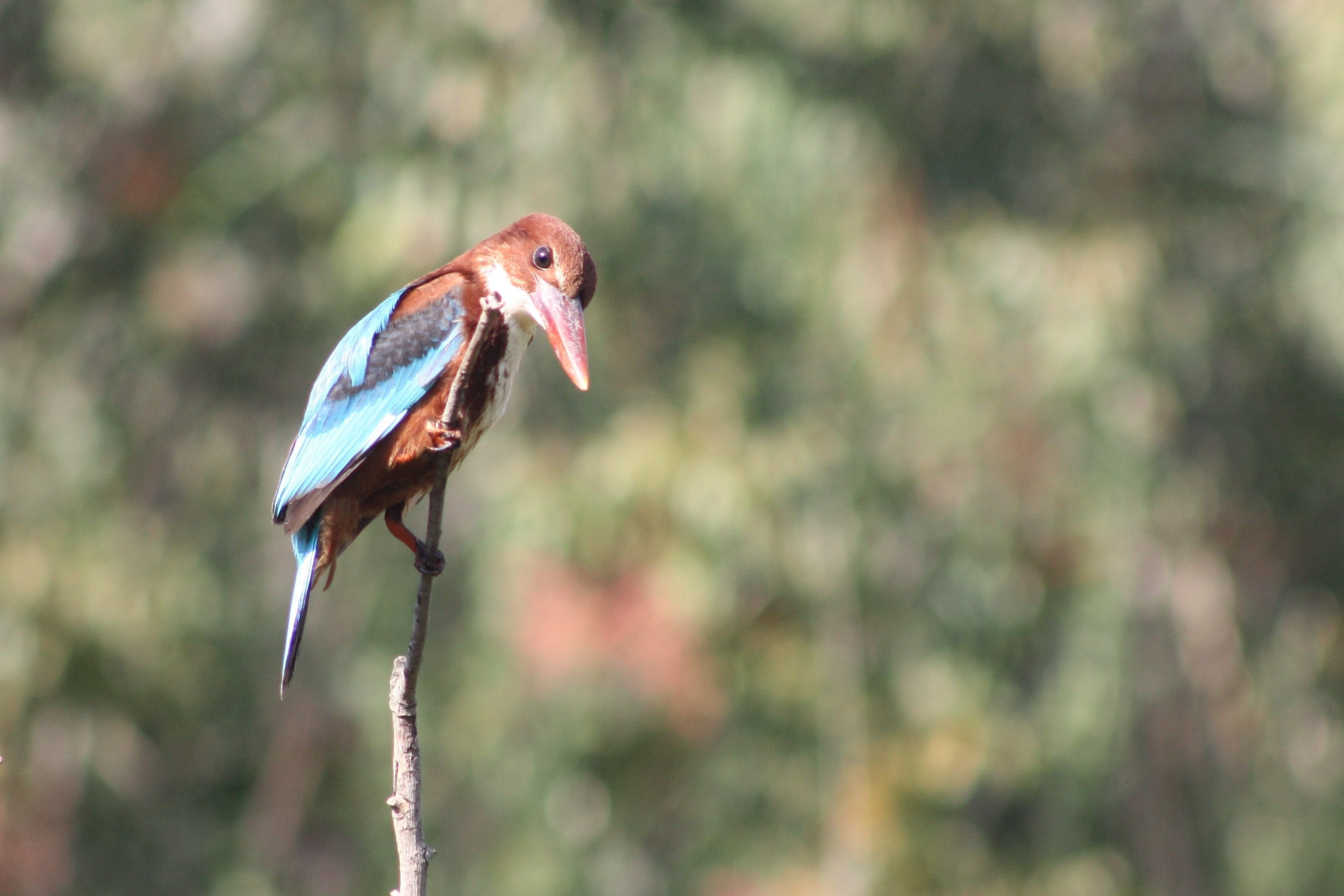 one animal, outdoors, focus on foreground, animal, nature, kingfisher, branch, full length, sunlight, birds, animals, bird, 2K, vertebrate, day, close-up, HD Wallpaper