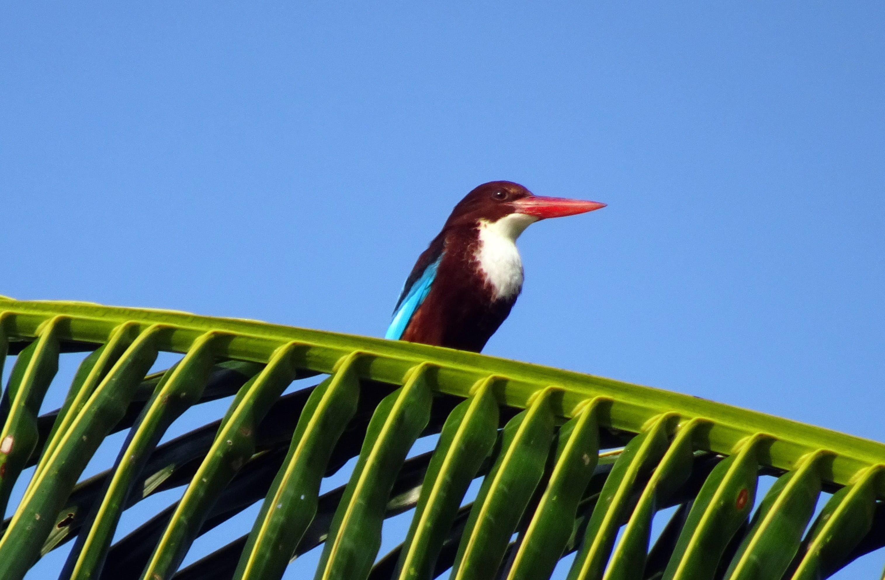 wildlife, perching, sky, animal head, blue, kingfisher, animal wildlife, india, fauna, andaman, 2K, avian, white-throated kingfisher, plant, day, low angle view, HD Wallpaper