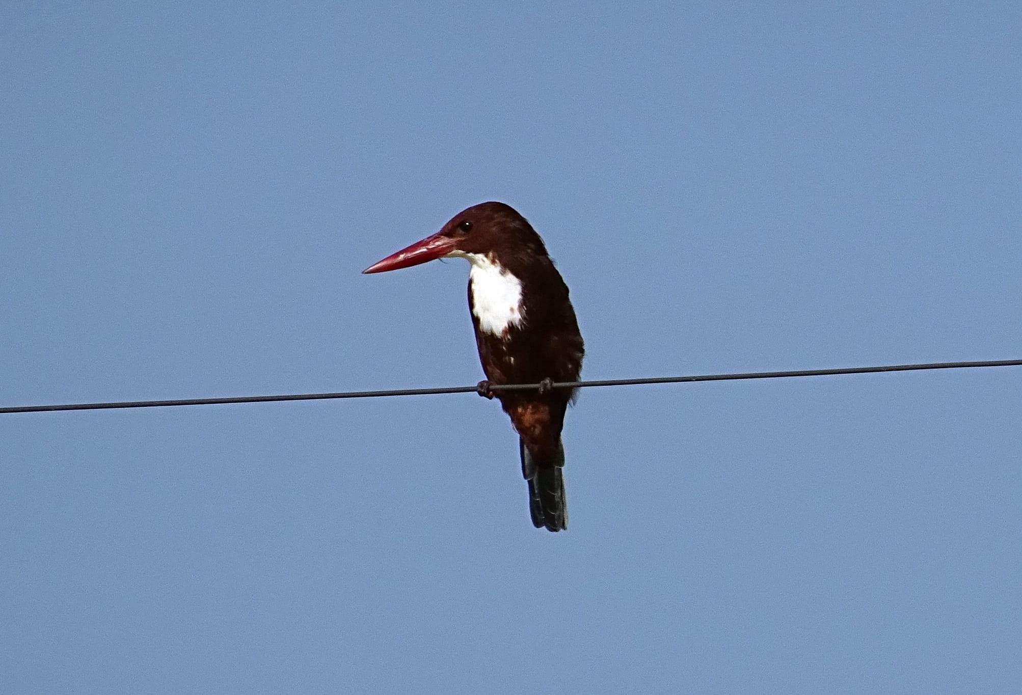 1080P, perching, white-breasted kingfisher, halcyon smyrnensis, fauna, tree kingfisher, Bird, cable, full length, animal themes, india, Kingfisher, nature, HD Wallpaper