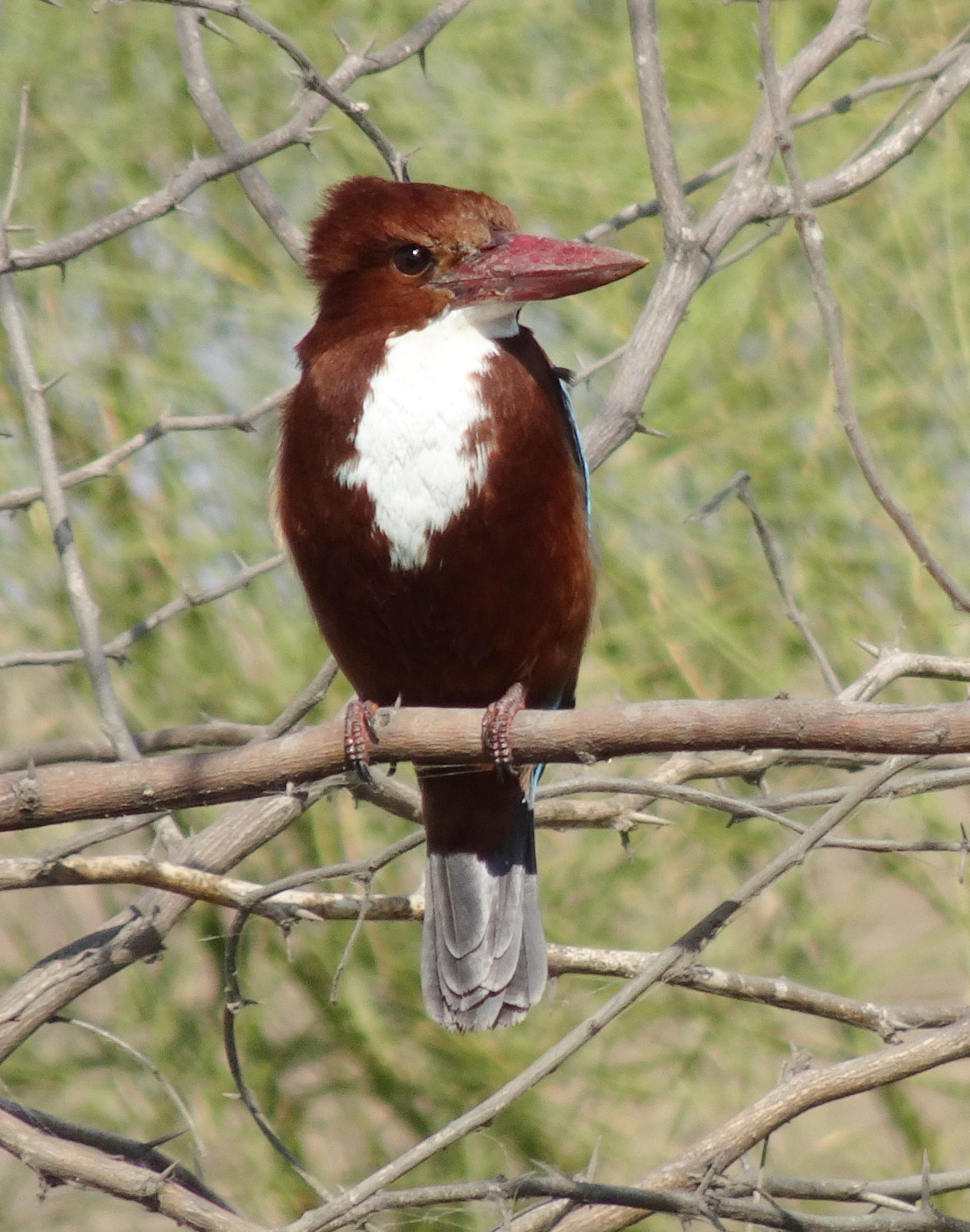 one animal, branch, halcyon smyrnensis, full length, animal themes, looking away, white-throated kingfisher, 1080P, tree kingfisher, no people, plant, Phone HD Wallpaper