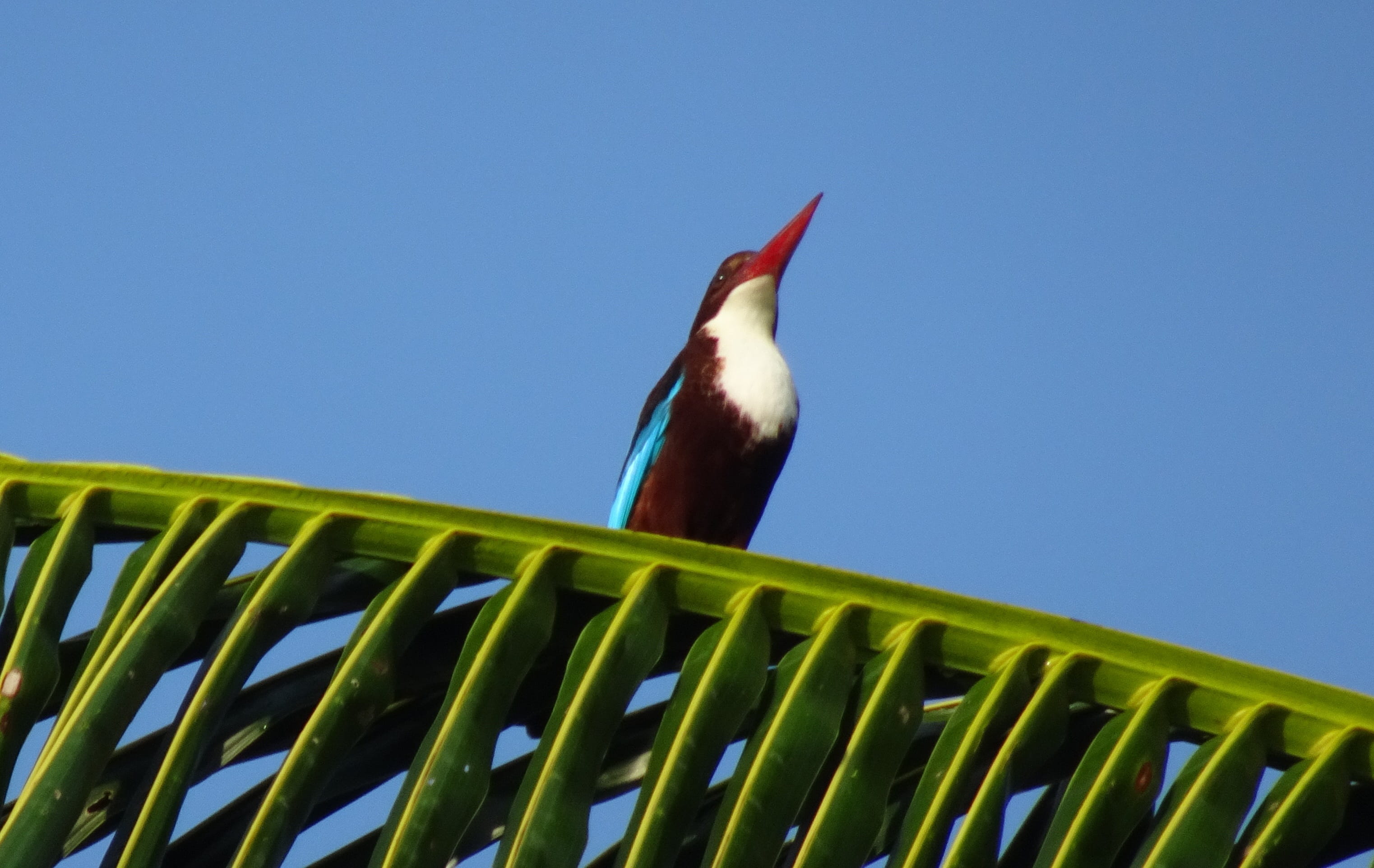 low angle view, andaman, outdoors, bird, india, sky, close-up, fauna, green color, avian, halcyon smyrnensis, vertebrate, animal, palm leaf, smyrna kingfisher, HD Wallpaper