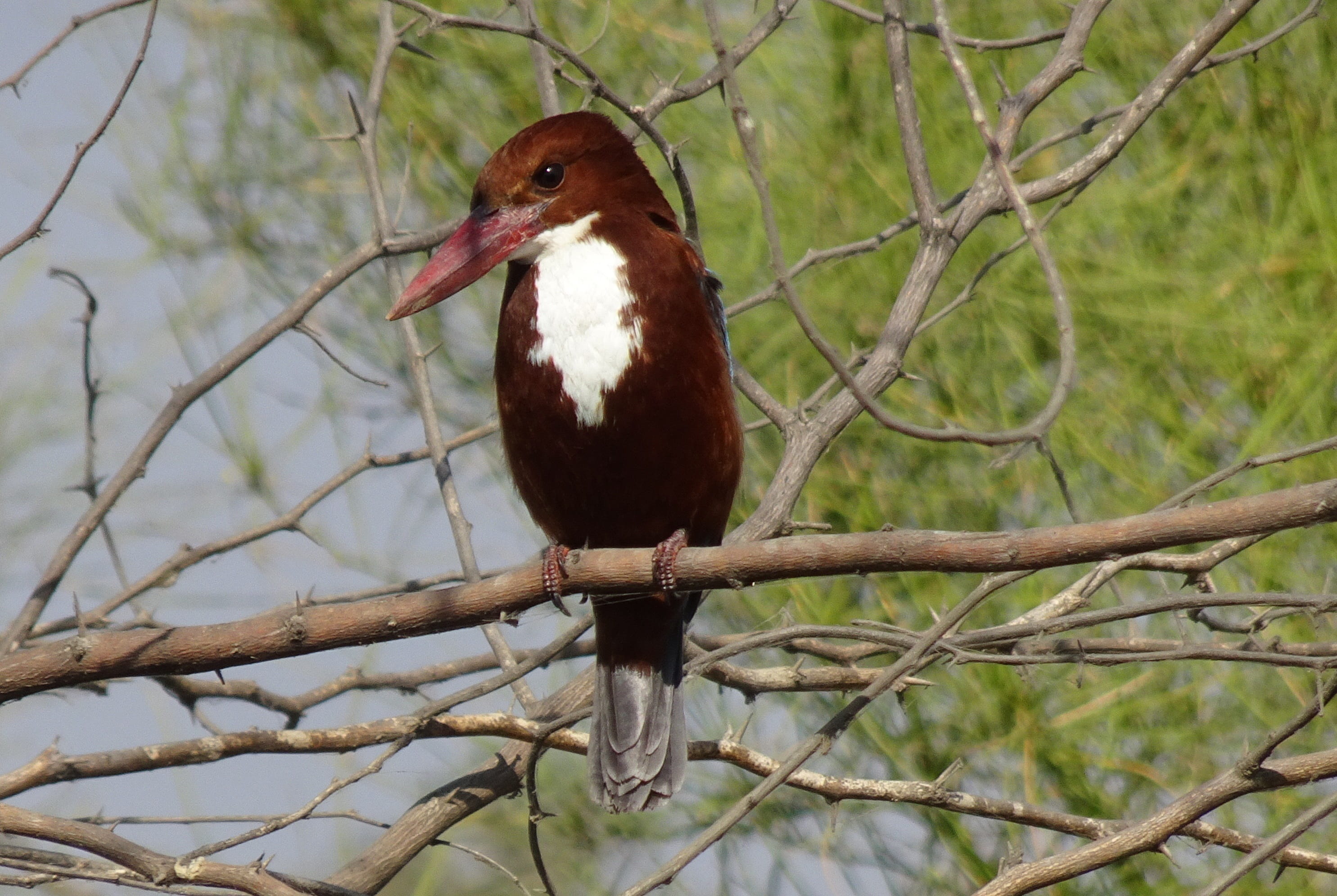 animals in the wild, white-throated kingfisher, outdoors, vertebrate, tree, smyrna kingfisher, white-breasted kingfisher, tree kingfisher, gujarat, halcyon smyrnensis, HD Wallpaper