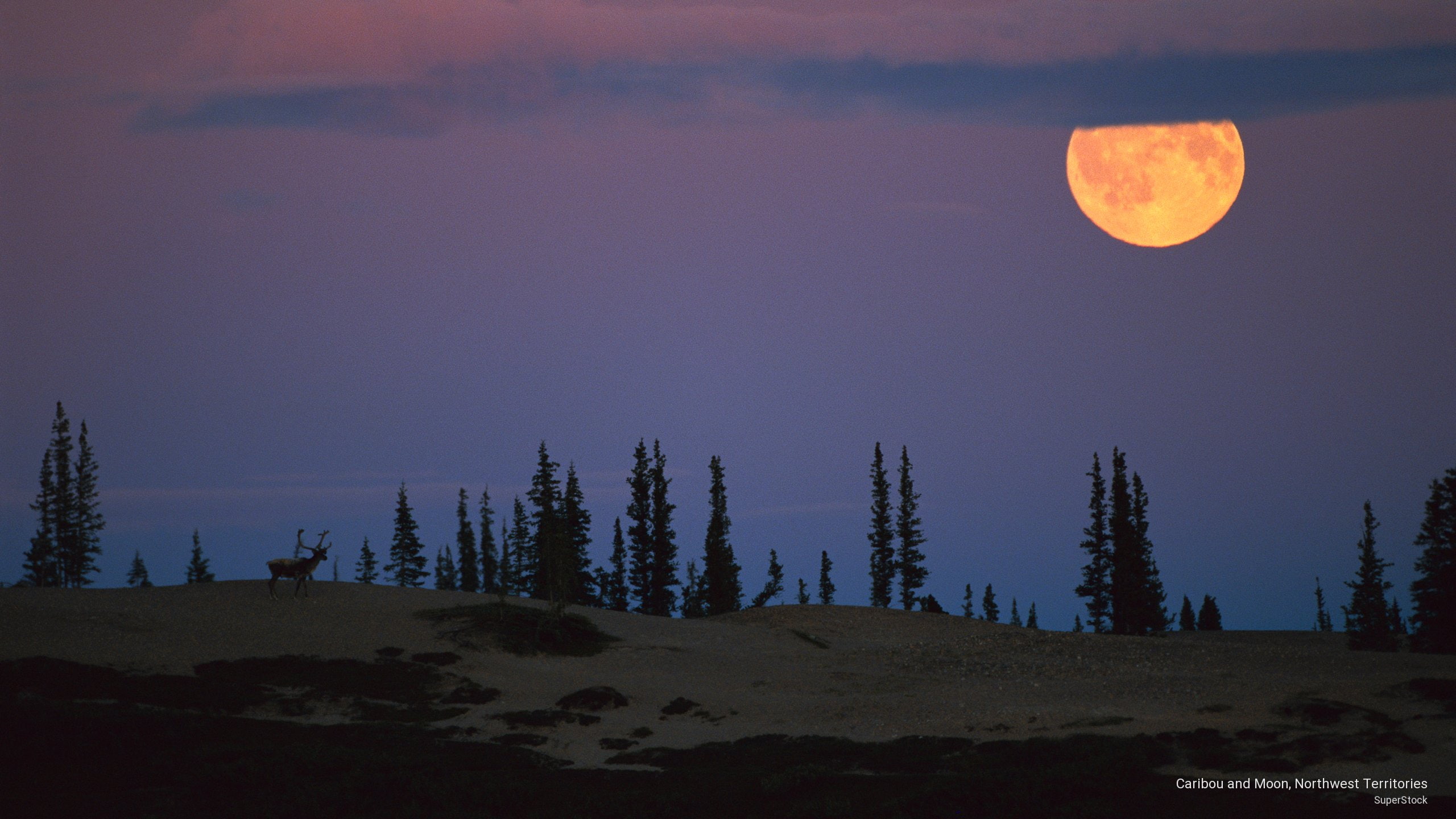 2K, moon, territories, Nature, caribou, northwest, HD Wallpaper