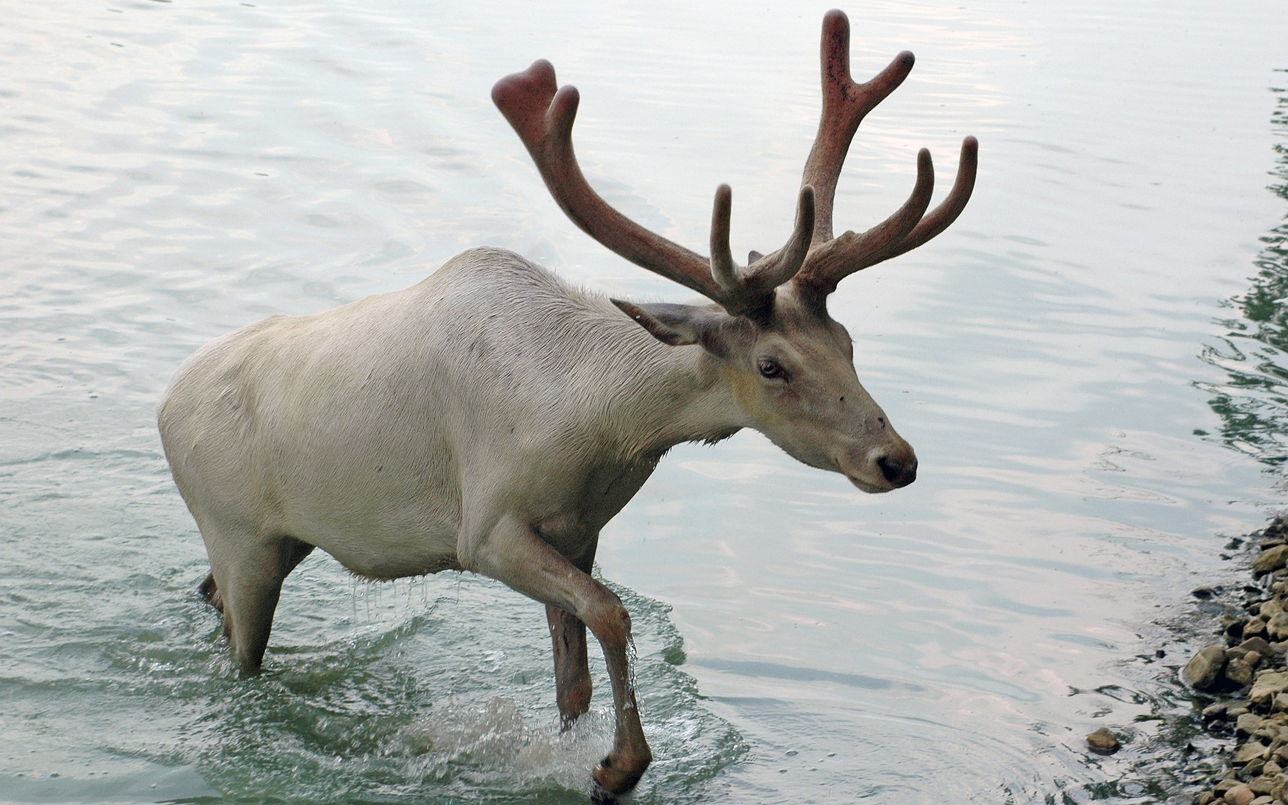 animals in the wild, lake, one animal, no people, antler, nature, animal, herbivorous, vertebrate, 2K, deer, standing, beauty in nature, animal themes, HD Wallpaper