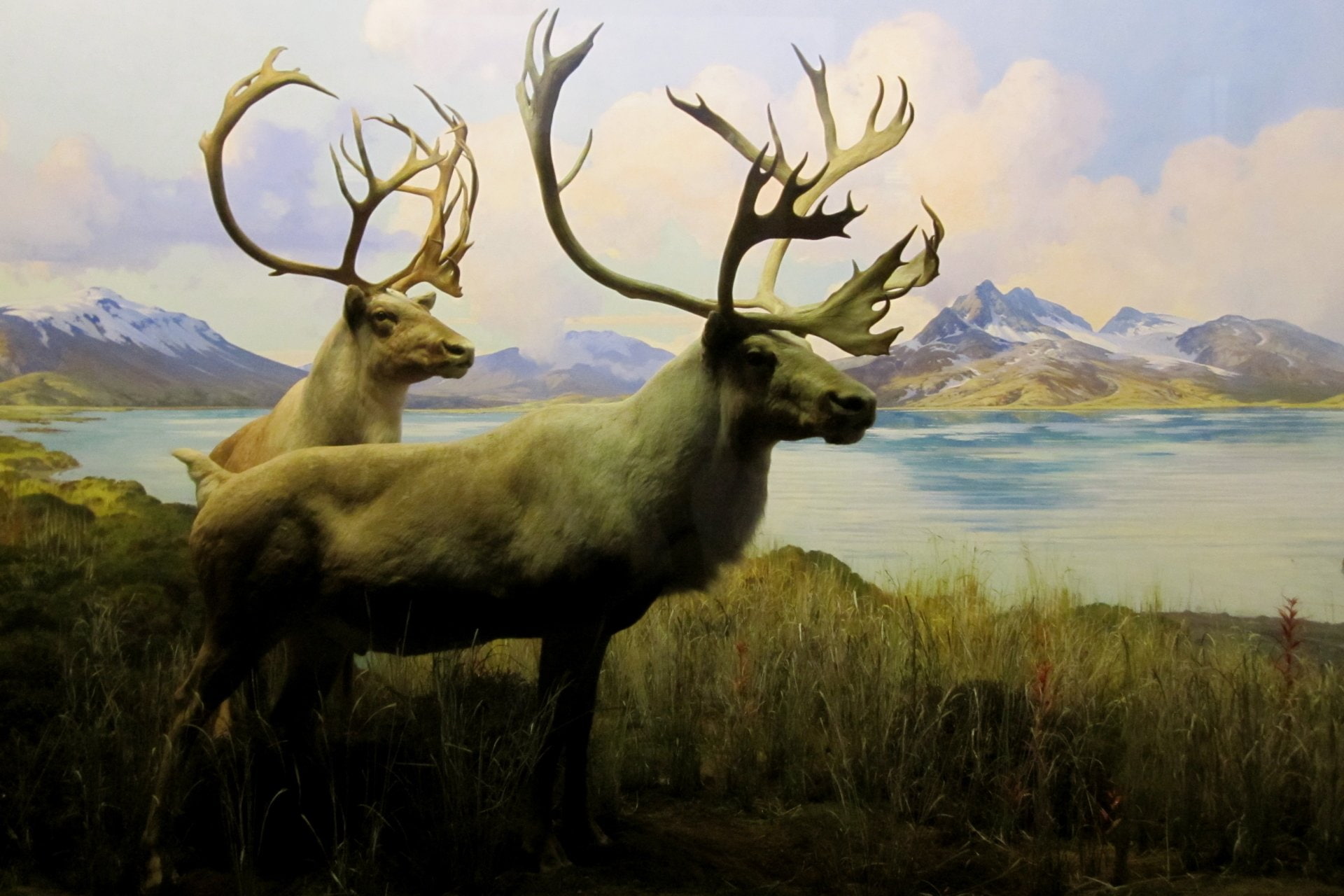1080P, Caribou, Animal, HD Wallpaper