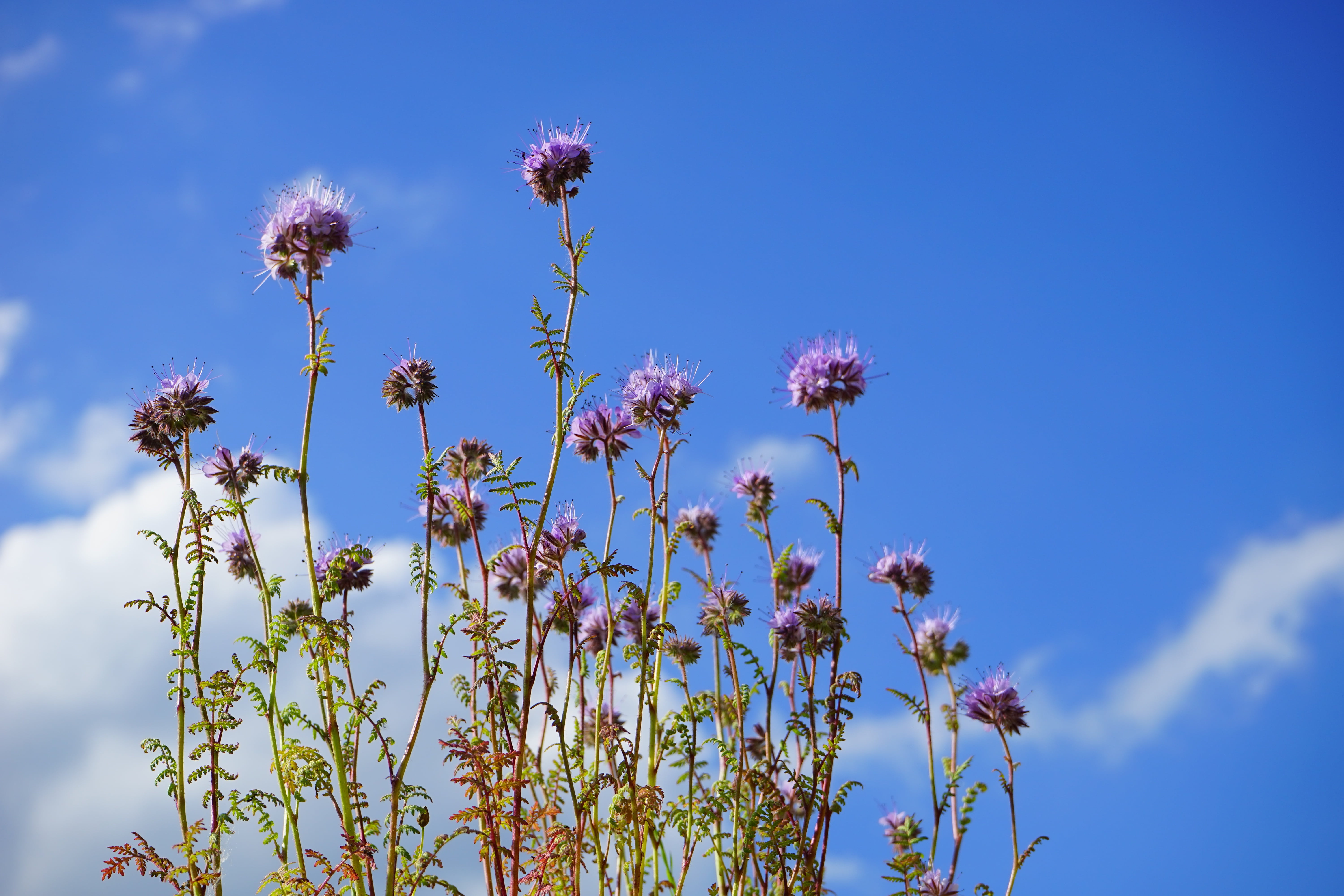 flower head, outdoors, no people, plant, growth, bees, inflorescences, blue, flowering plant, beauty in nature, summer, bee friend, freshness, 5K, hydrophyllaceae, HD Wallpaper