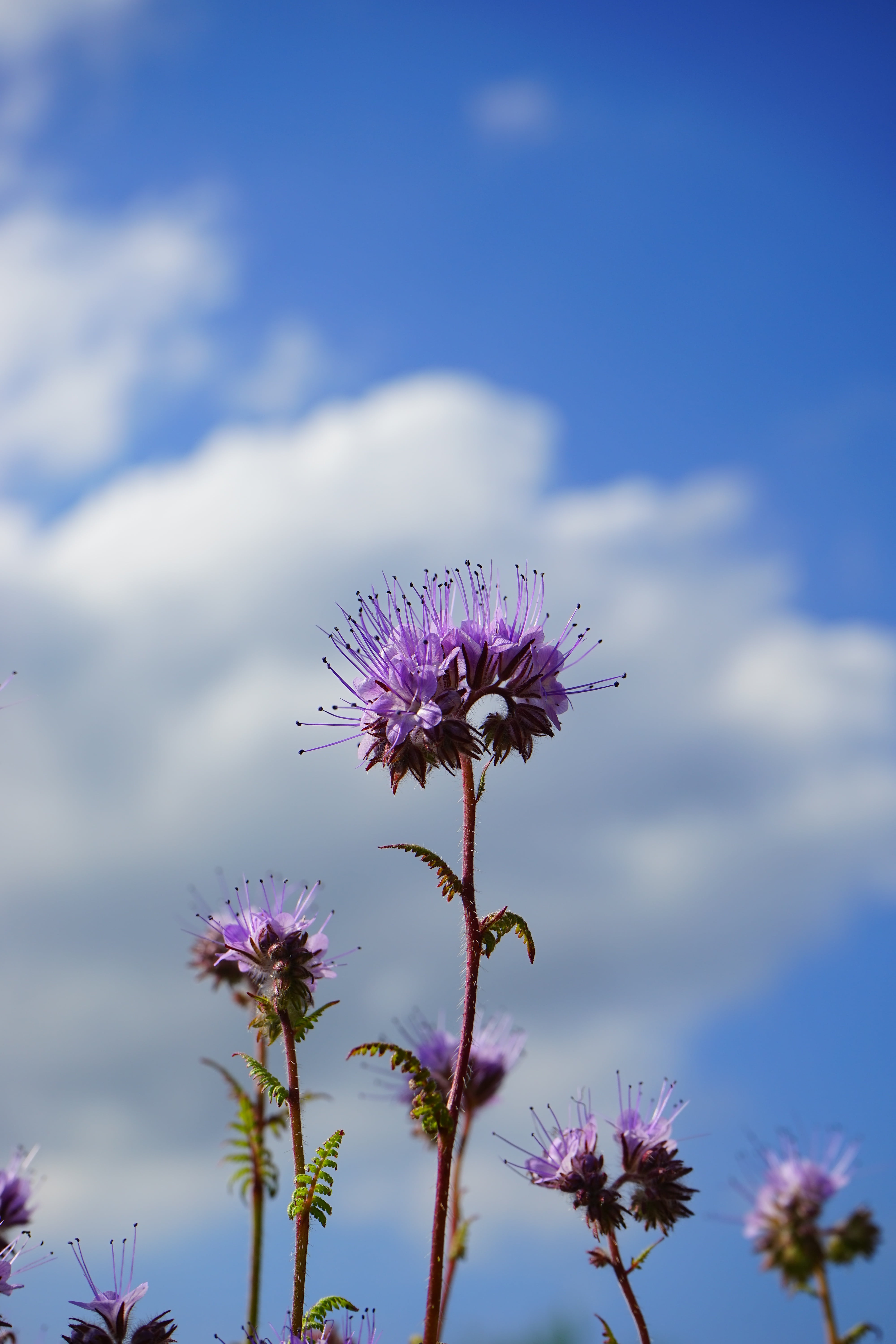 sky, blue, sepal, beekeeper plant, flower head, plump, plant stem, fragility, plant, boraginaceae, vulnerability, low angle view, violet, hydrophyllaceae, Phone HD Wallpaper