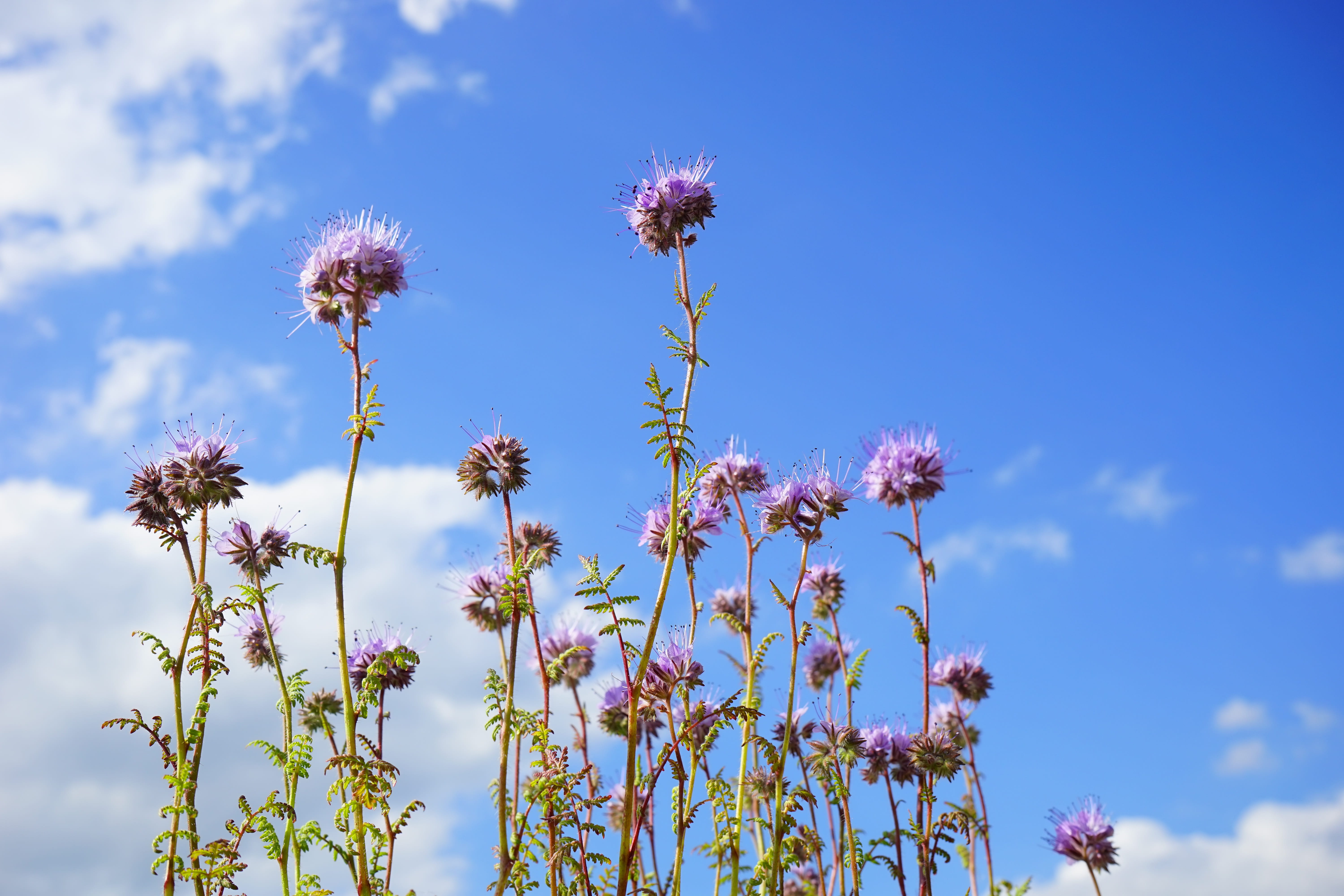 5K, beekeeper plant, plant stem, plump, flowers, pink color, beauty in nature, water leaf green, purple, phacelia, bees, sky, fragility, no people, growth, HD Wallpaper