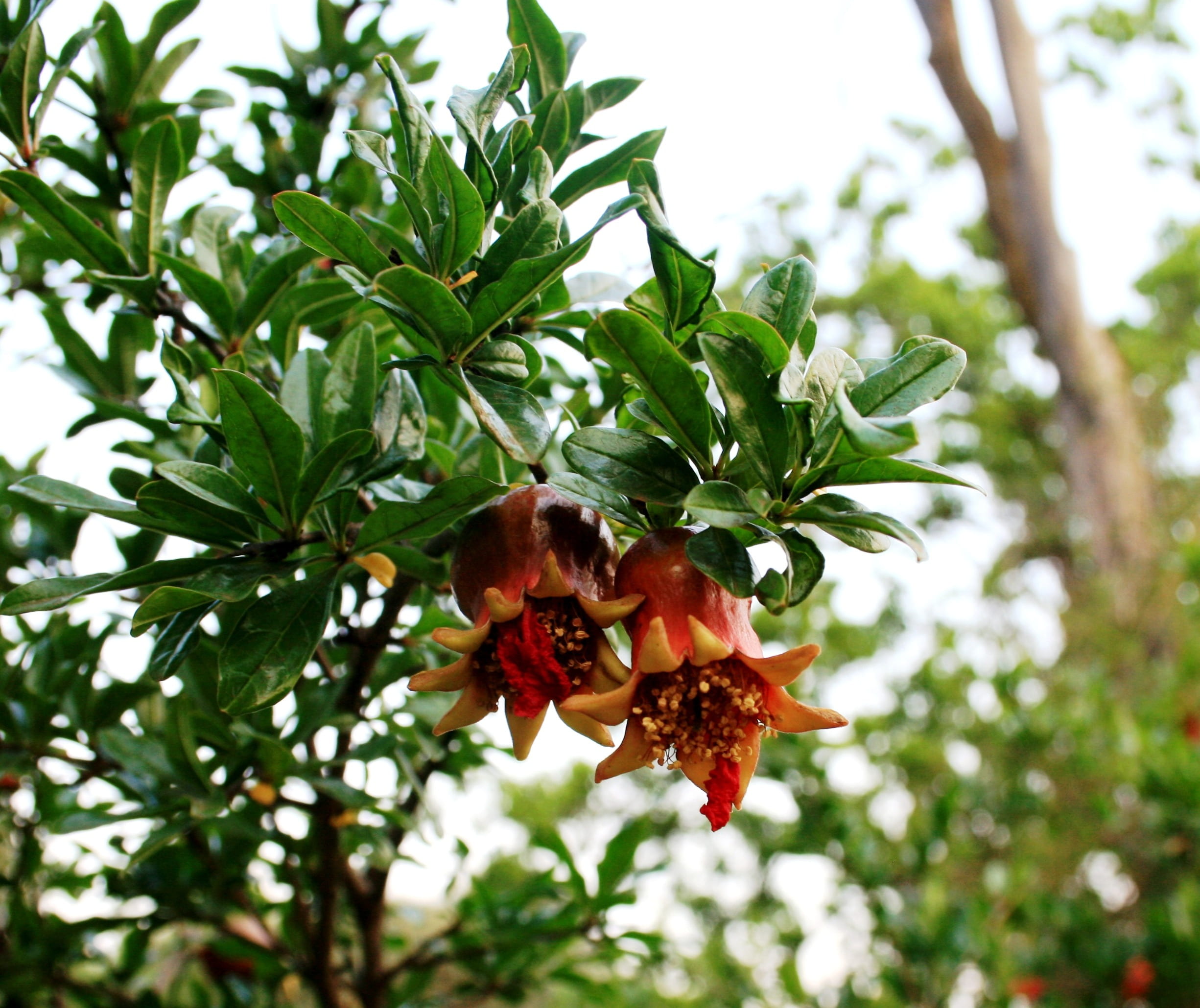 freshness, animal, outdoors, growth, no people, bee, pollination, insect, forming fruit, day, 1080P, plant, beauty in nature, green foliage, plant part, HD Wallpaper